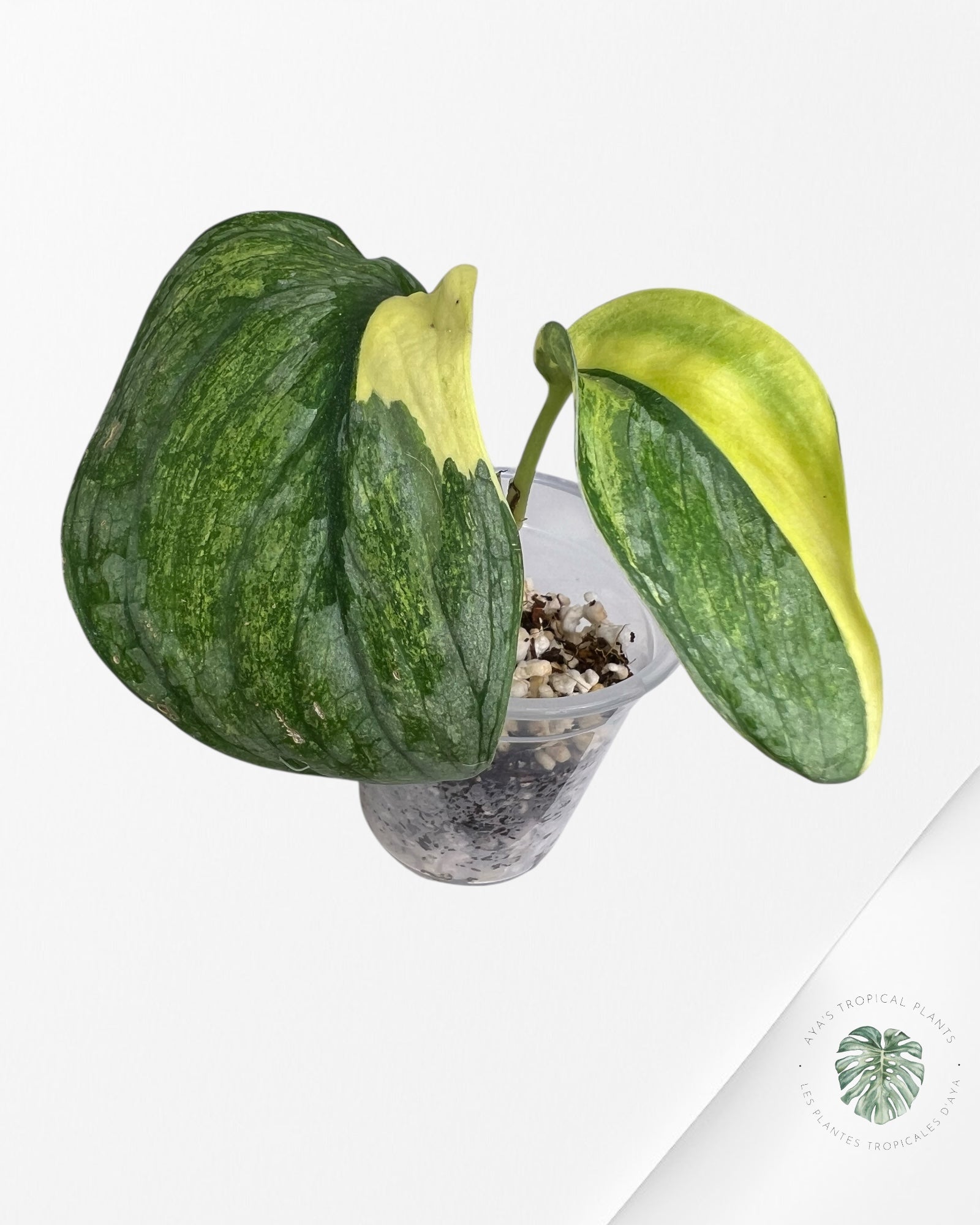 Scindapsus Silver Tattoo Variegata -SS1