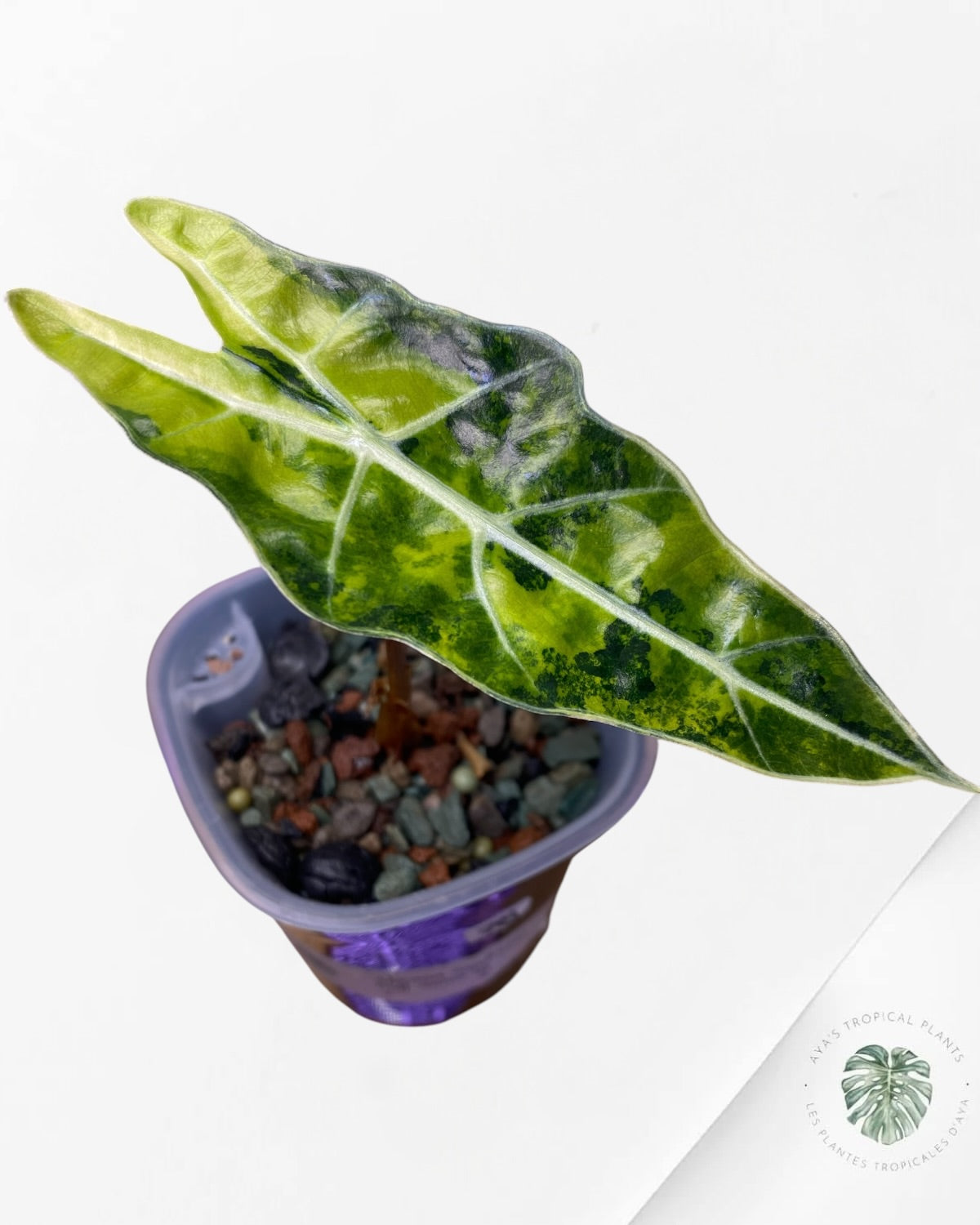 Alocasia Sanderiana ‘Bull’ Aurea Variegated