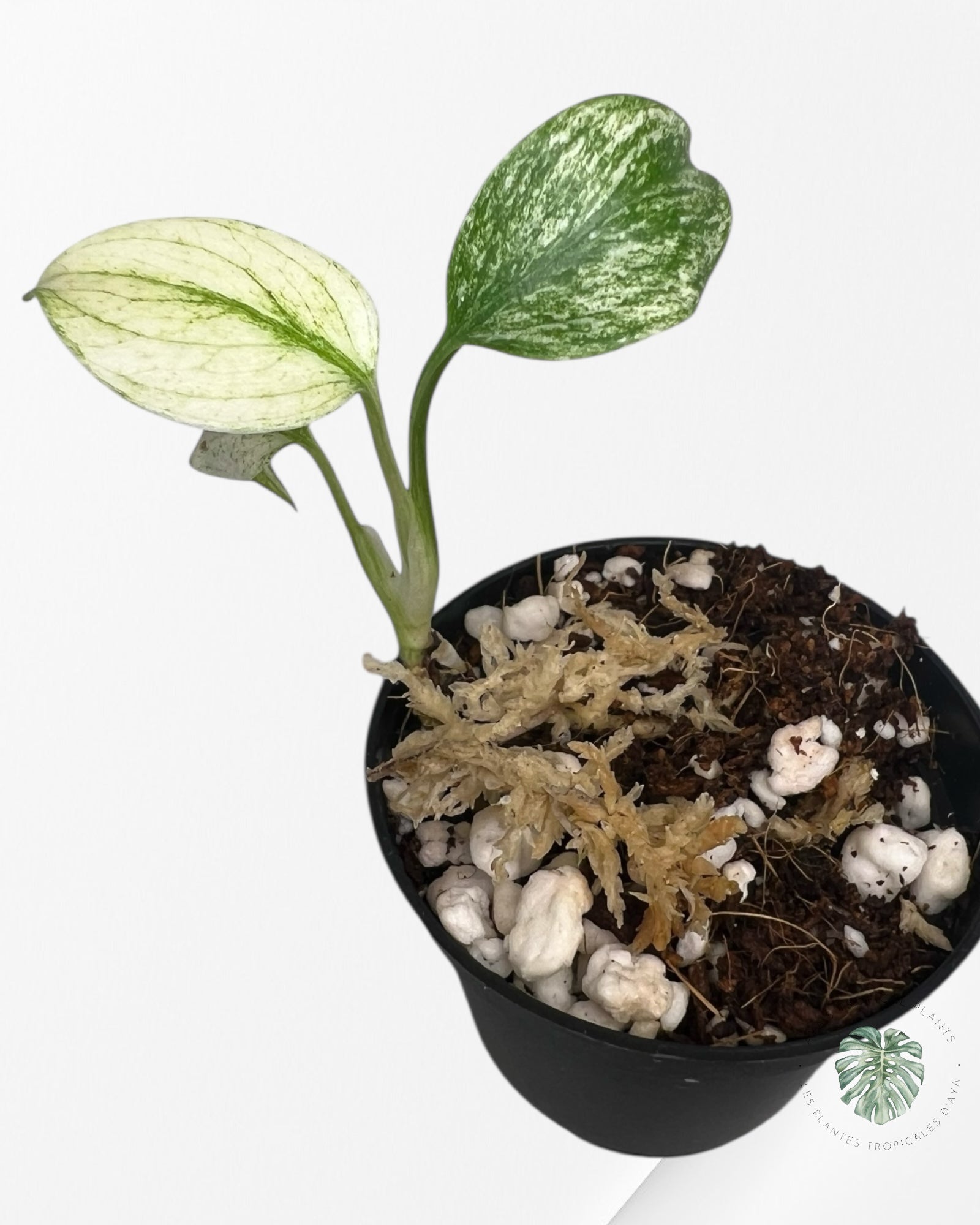 Monstera Full Mint - MFM