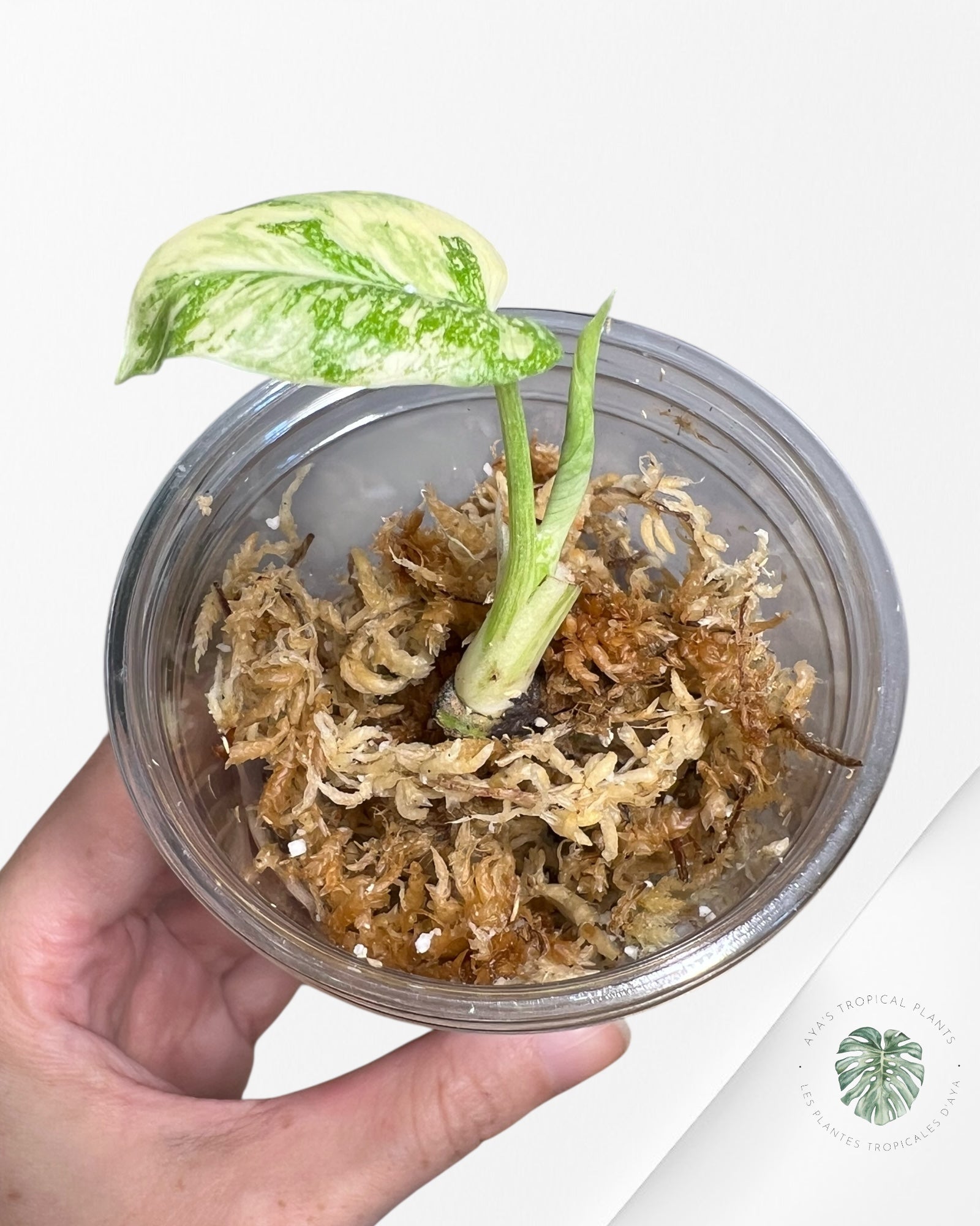 Monstera Thai Constellation Creme Brûlée (Grade A) - TC04