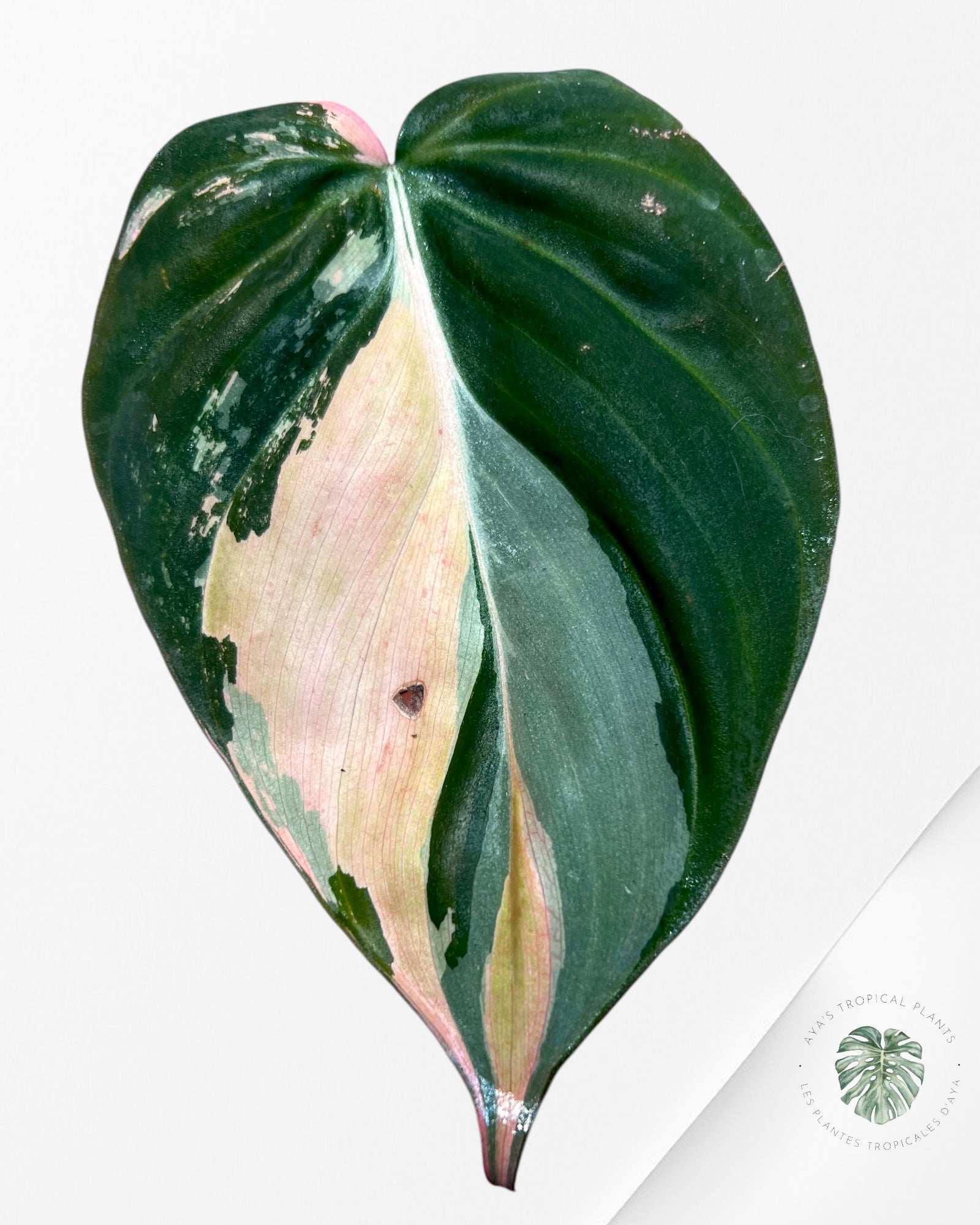 Philodendron Micans roses PPM12