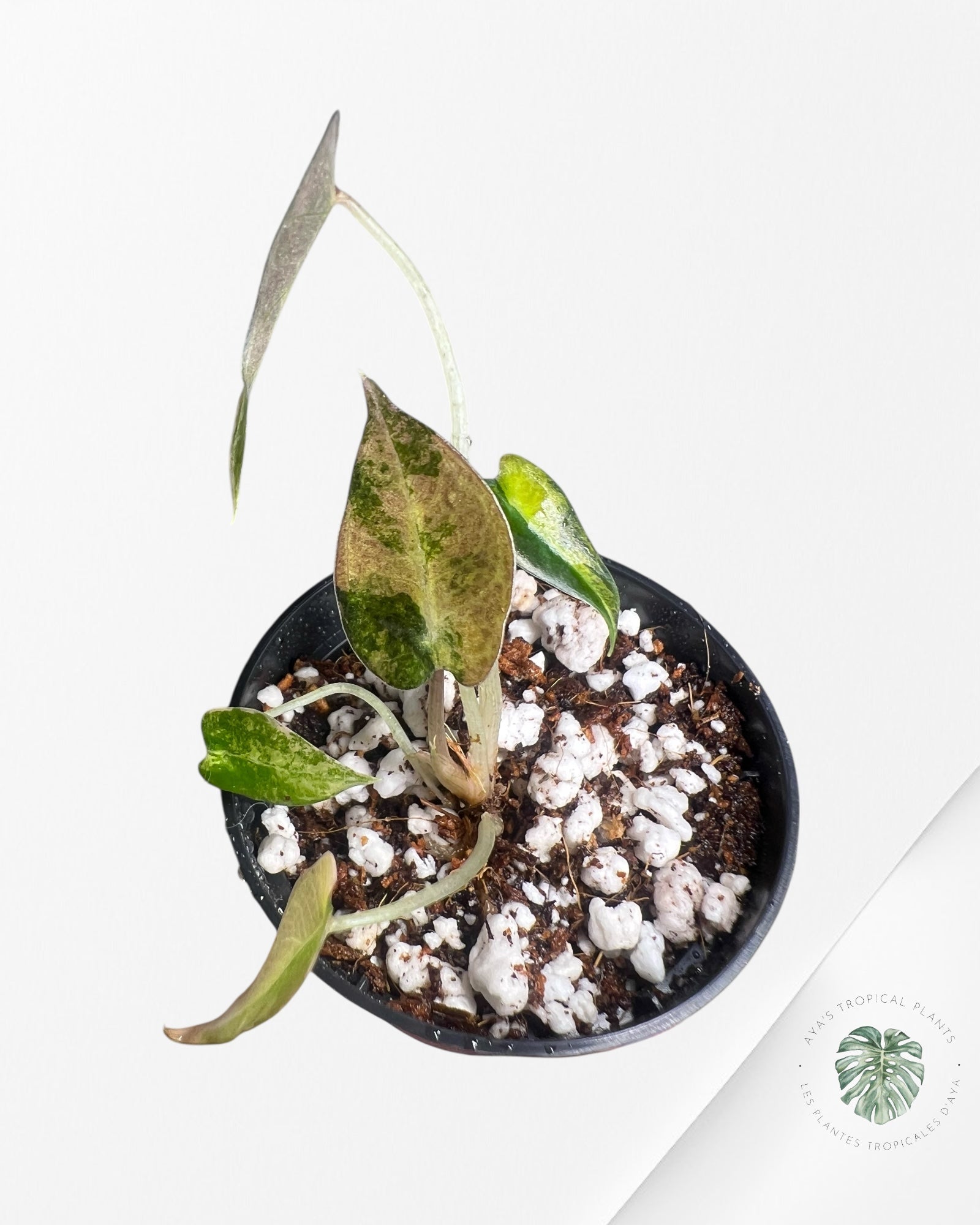 Alocasia Bambino Variegated (Aurea) - TC7