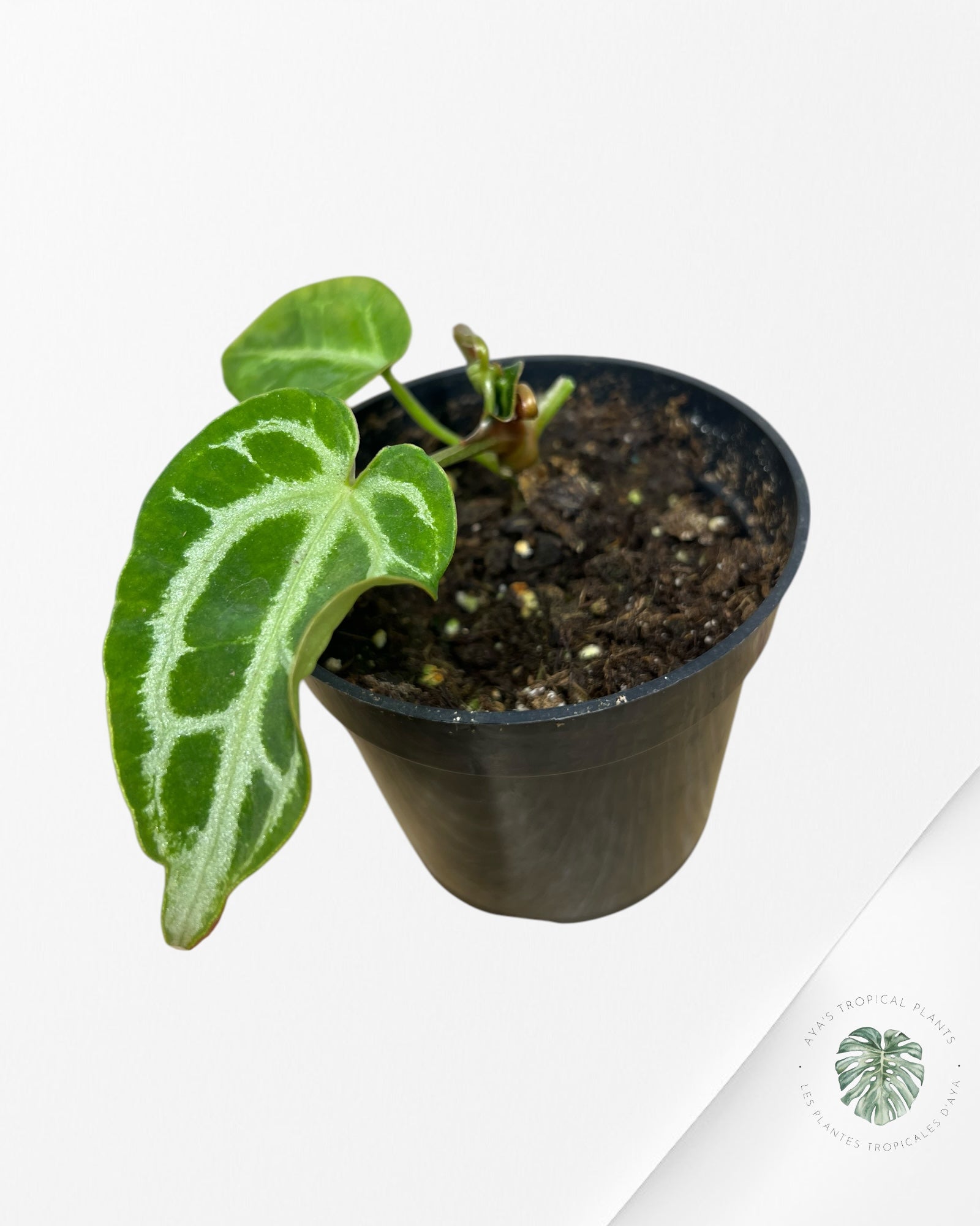 Anthurium Crystallinum Hope X Magnificum - A2