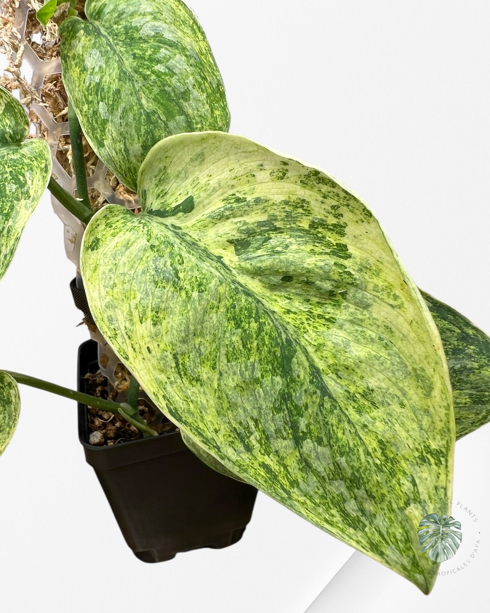 Scindapsus Tembaga-EXP60