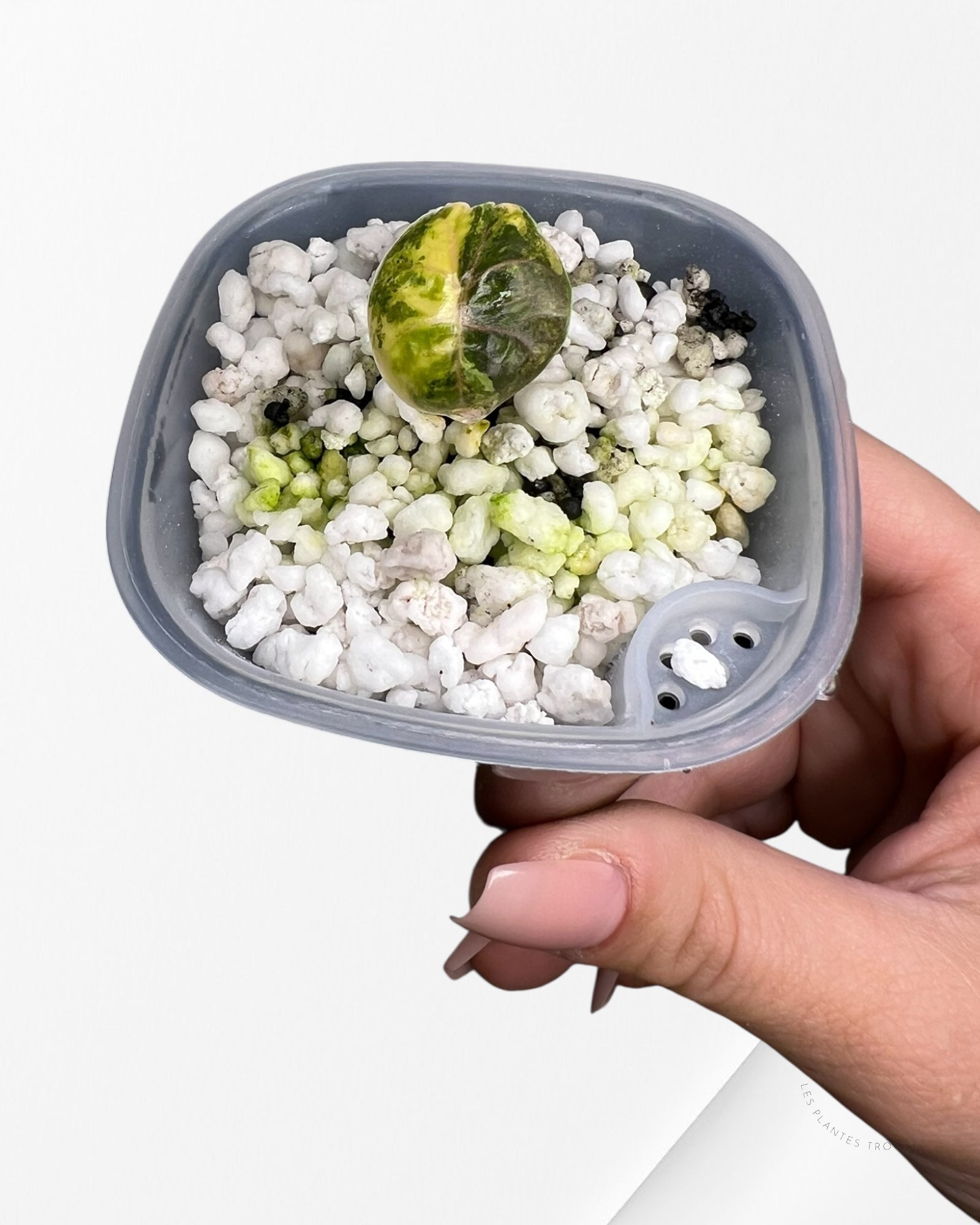 Alocasia Azlanii Aurea panaché