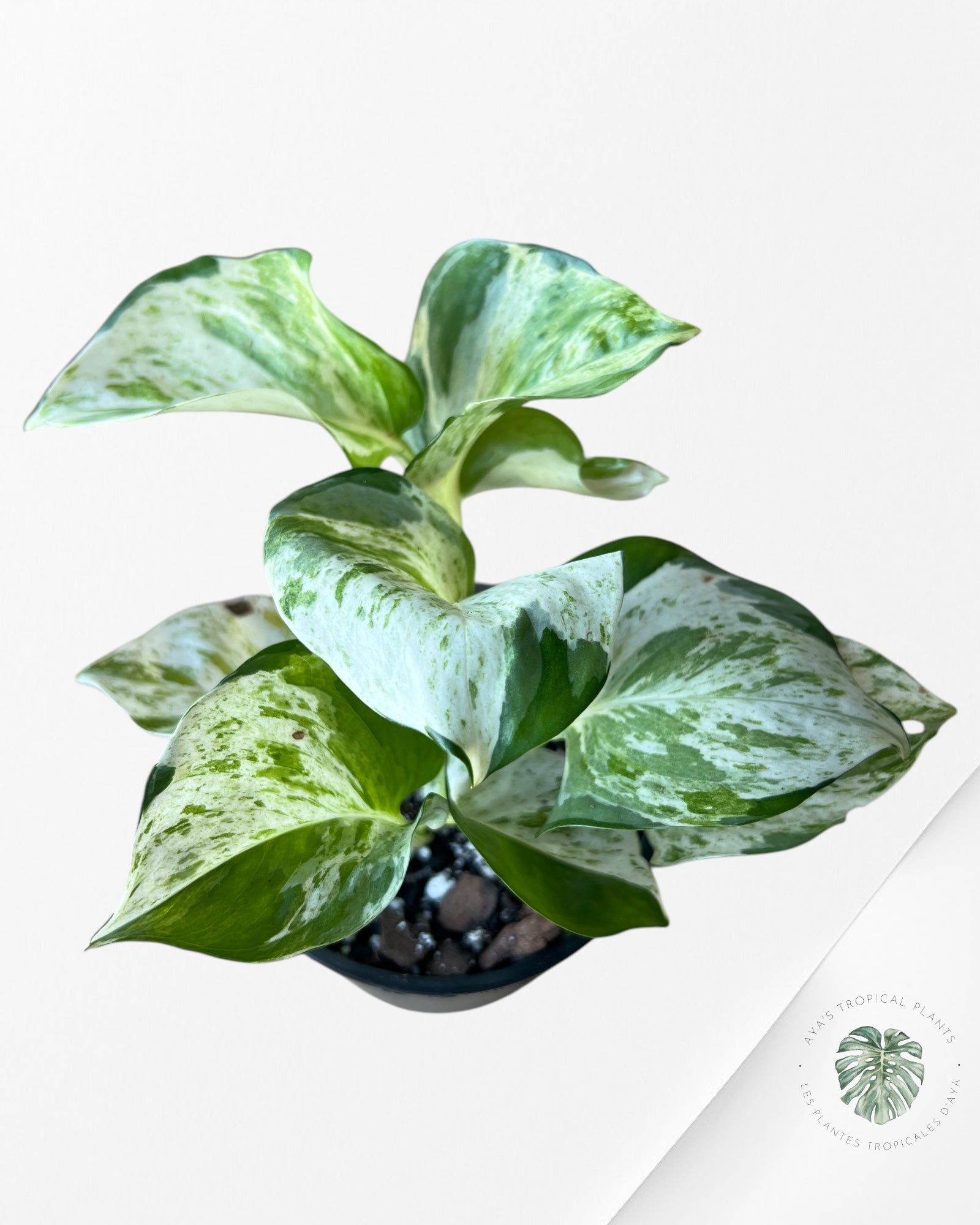 Pothos 'Manjula'-D