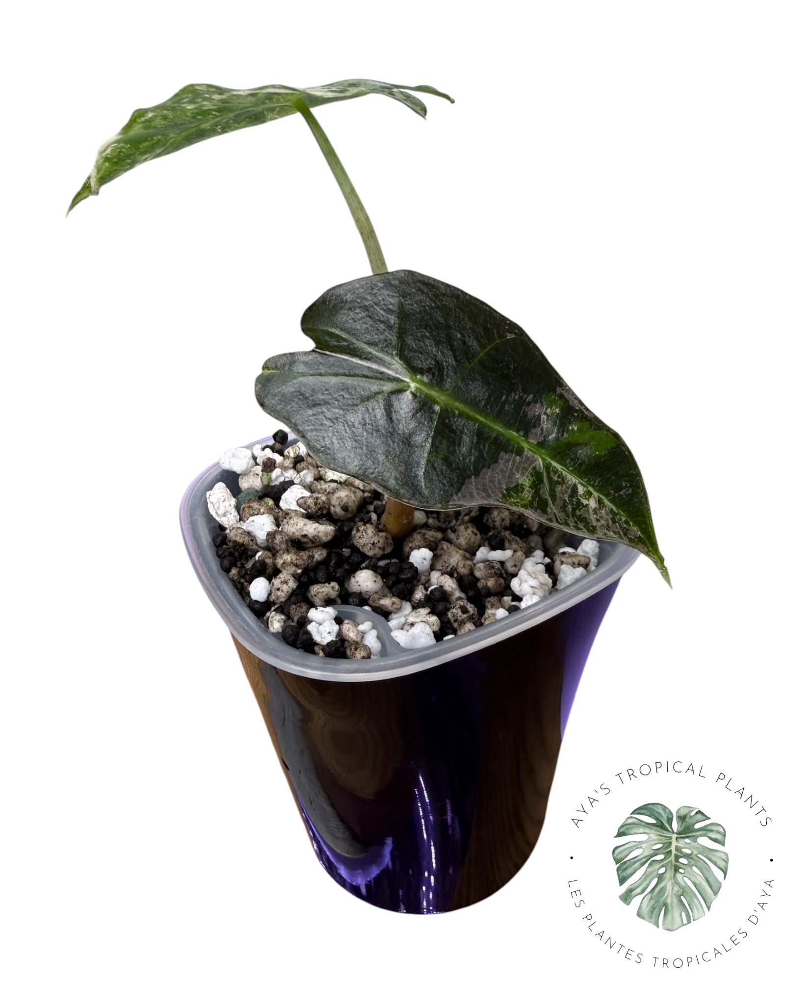Alocasia Polly Pink Snowflake