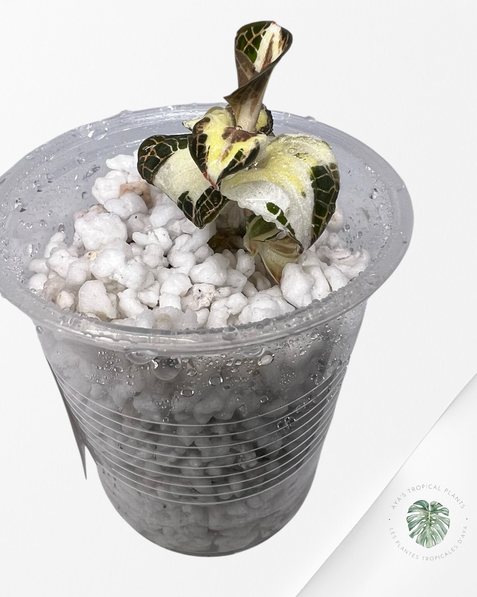 Anoectochilus Roxburghii Variegated - 20