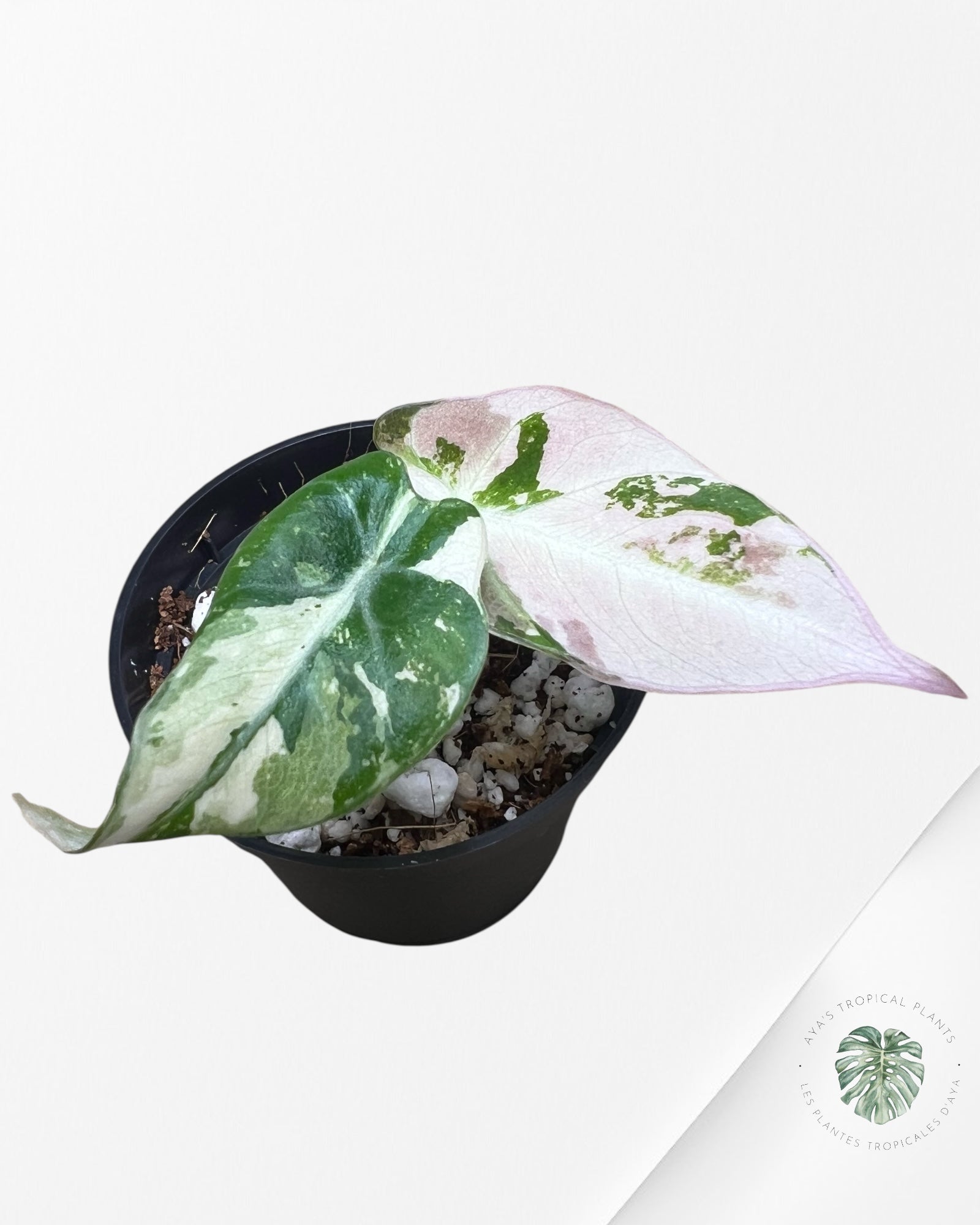 Alocasia Black Velvet Pink Variegated - 4