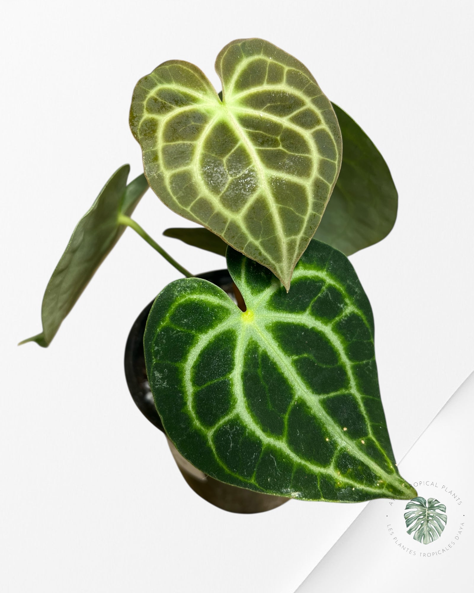 Anthurium Clarinervium KING - 94