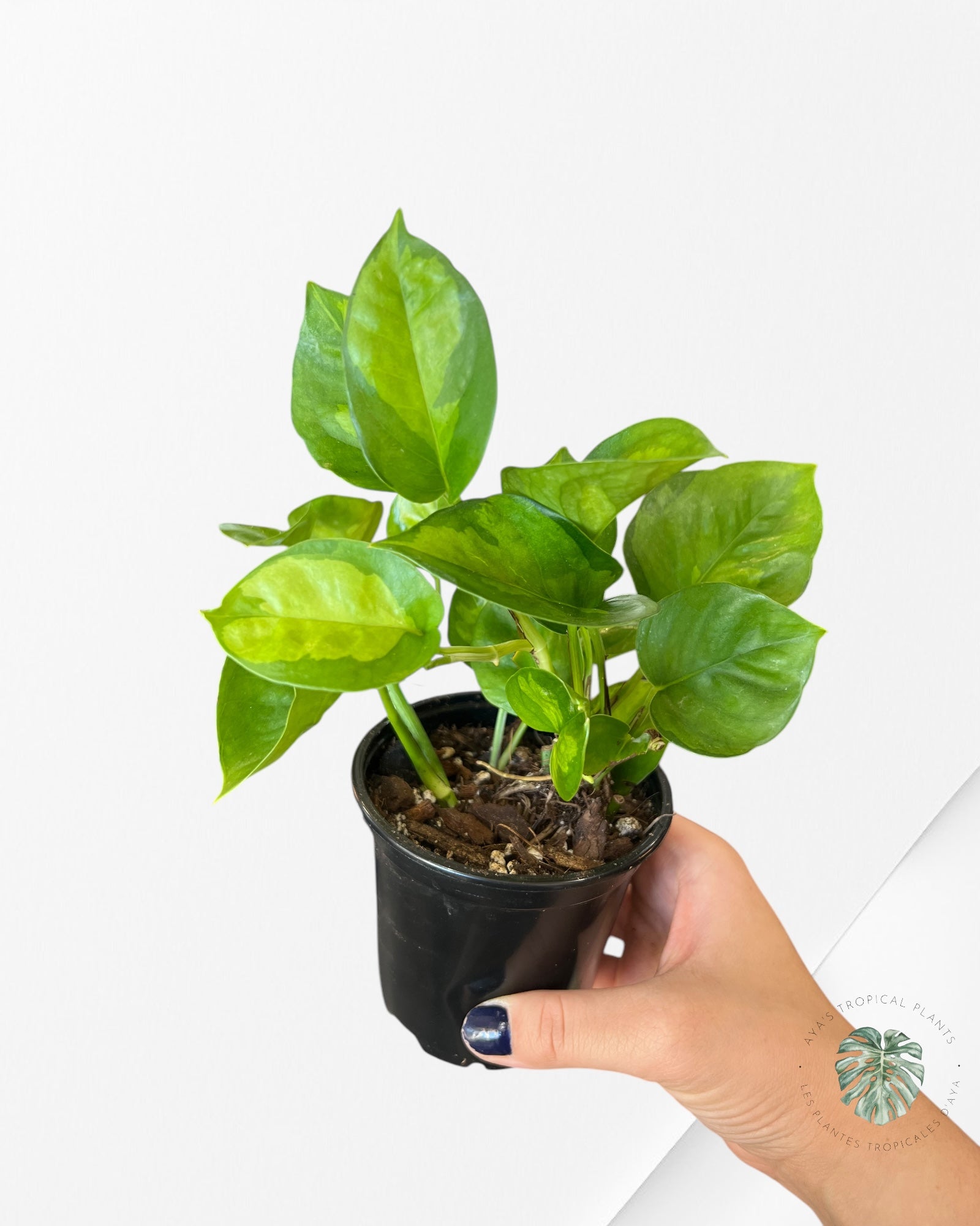 Global Green Pothos D