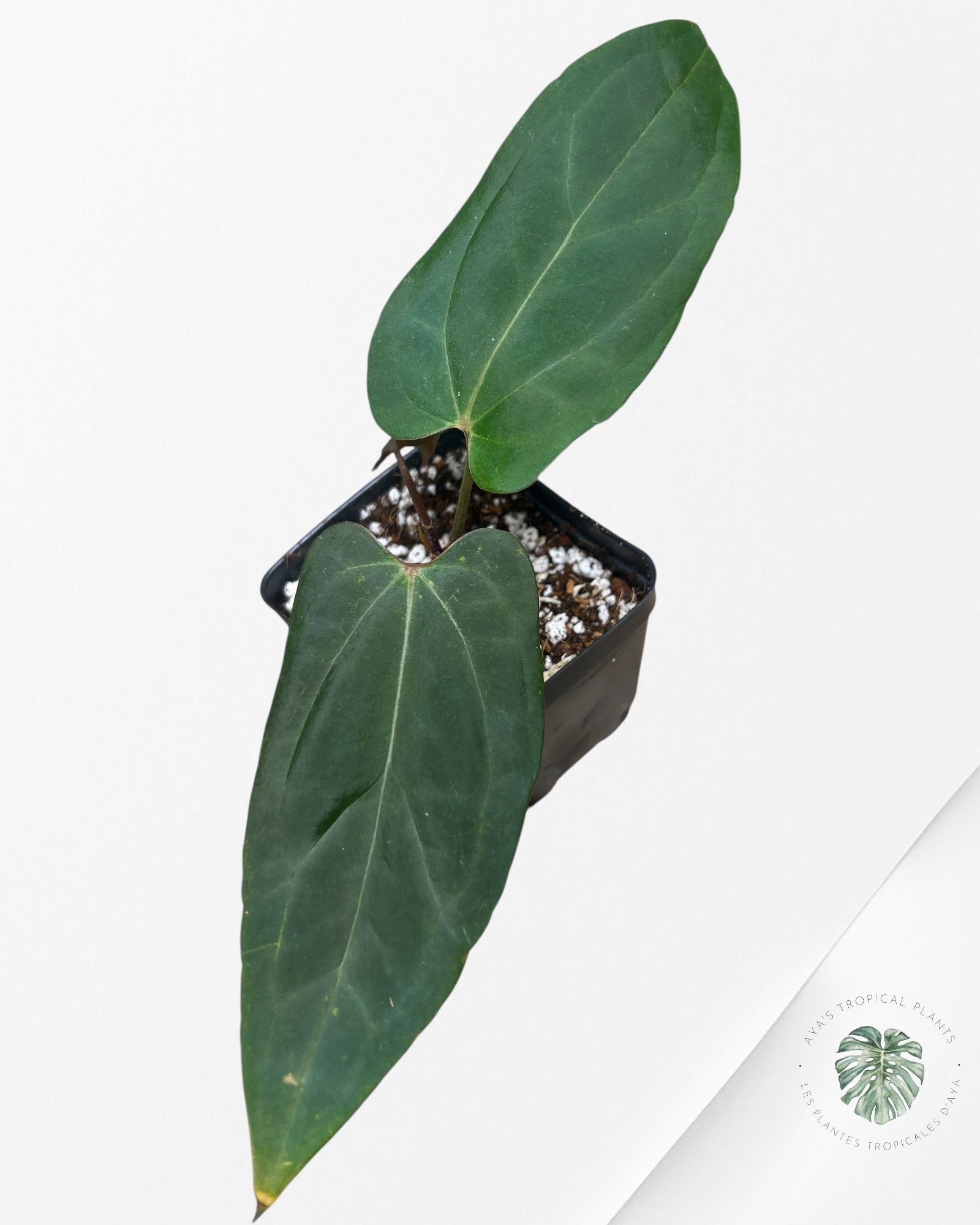 Anthurium Papillilaminum - AP2