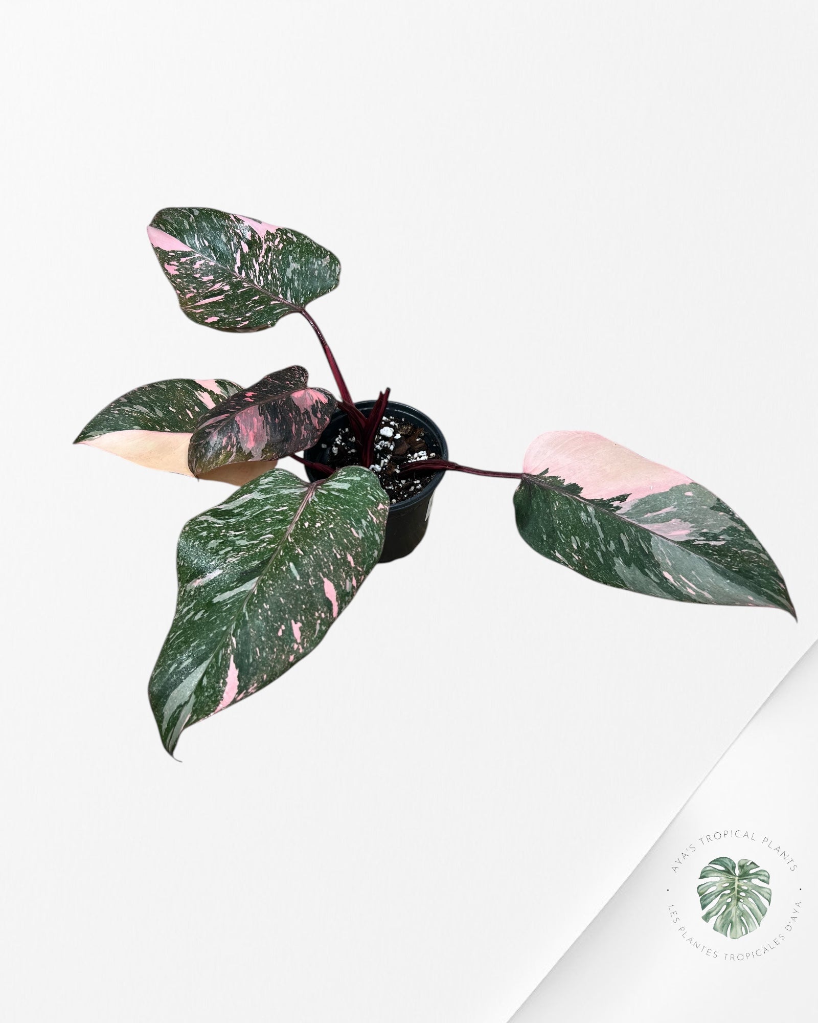 Philodendron Pink Galaxy - T6