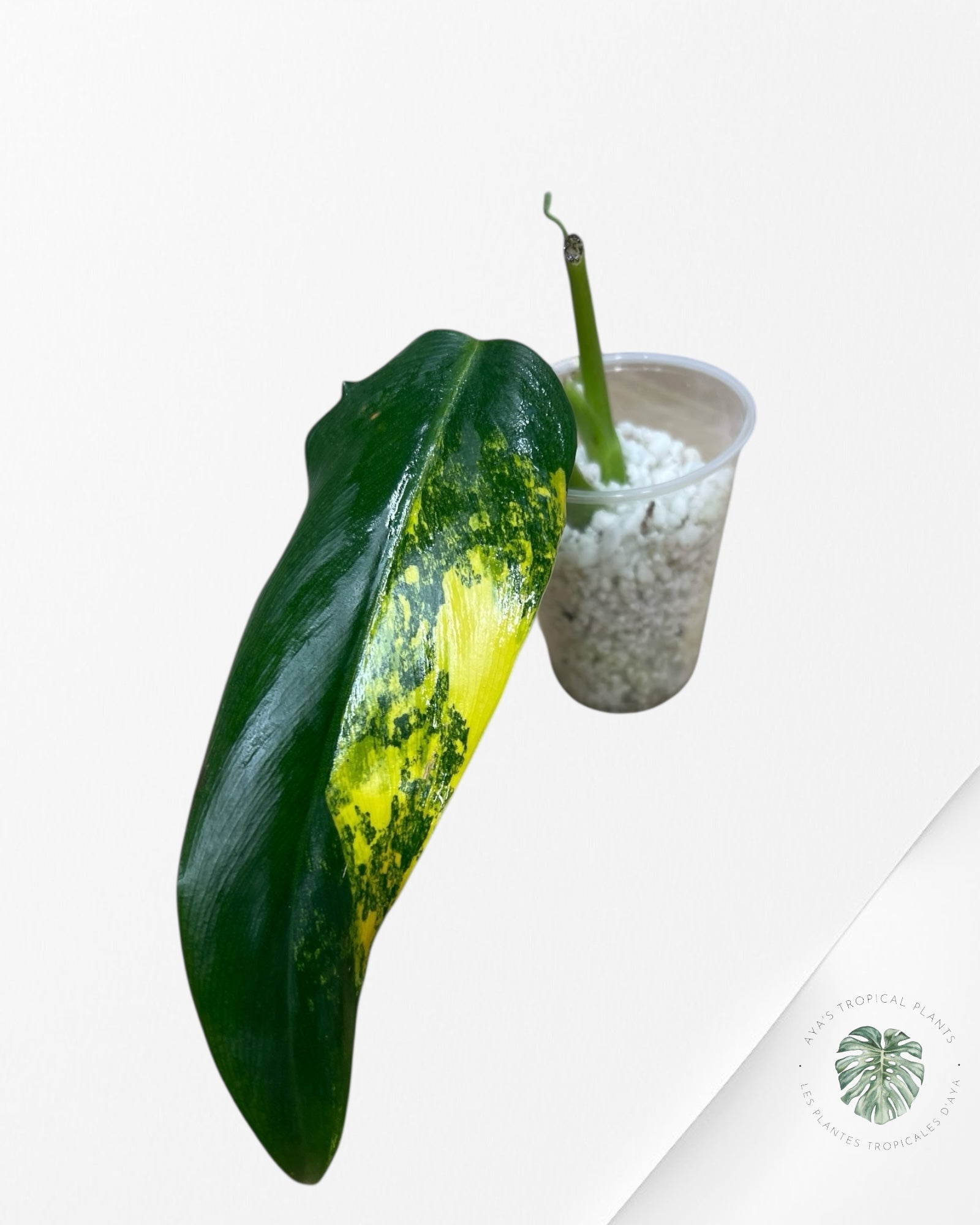 Philodendron Domesticum Variagated - PU61