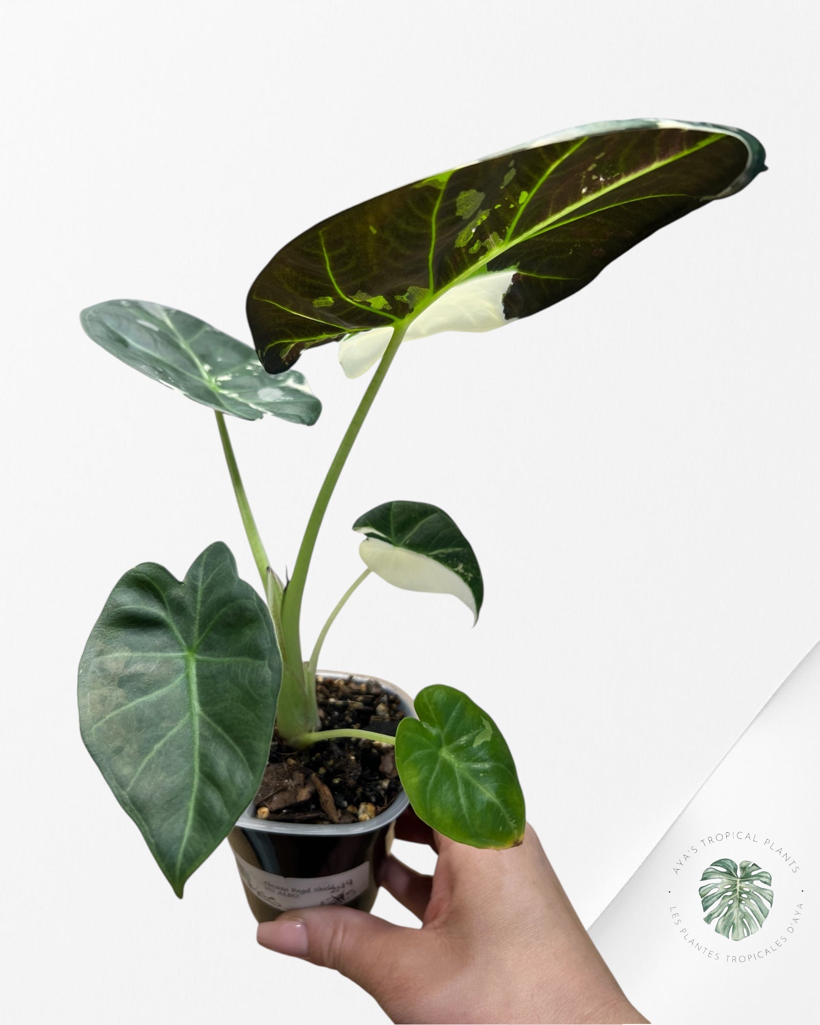 Alocasia Regal Shield Albo