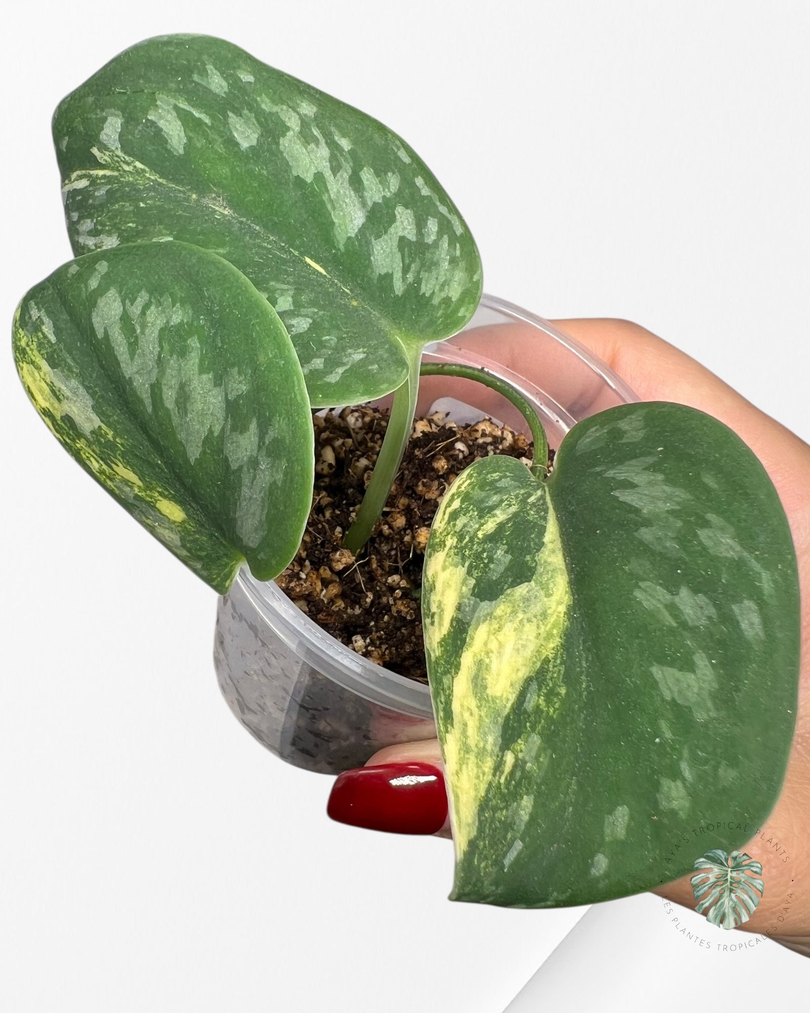 Diamant vert Scindapsus - SGD2