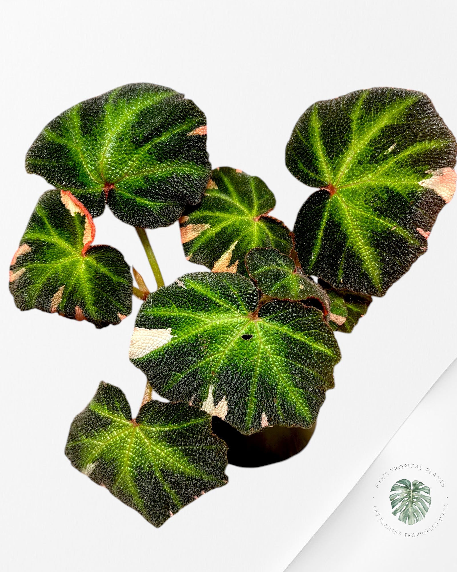 Begonia soli-mutata varigated - BSM4