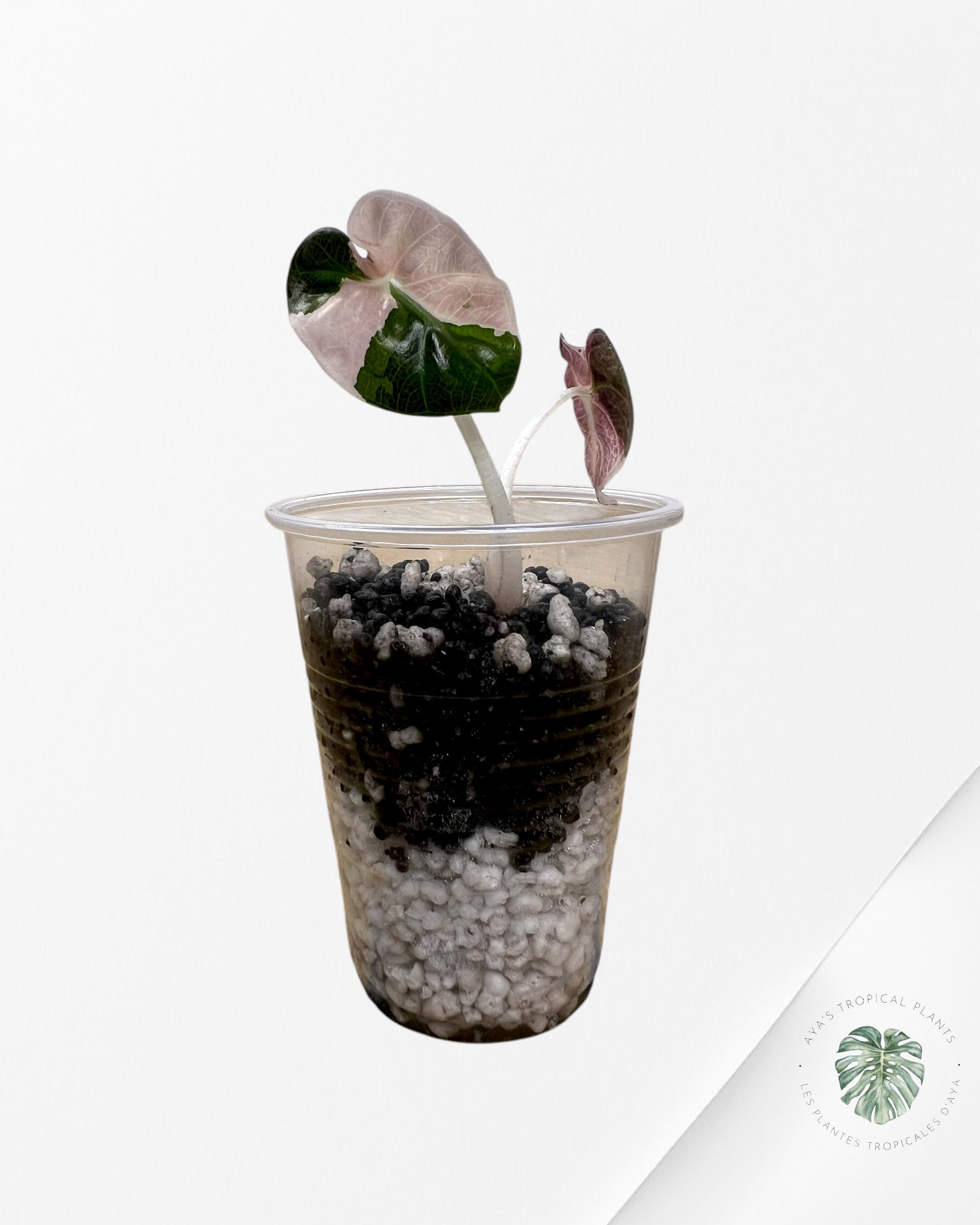 Alocasia Heart Balloon Pink Variegated - ST2