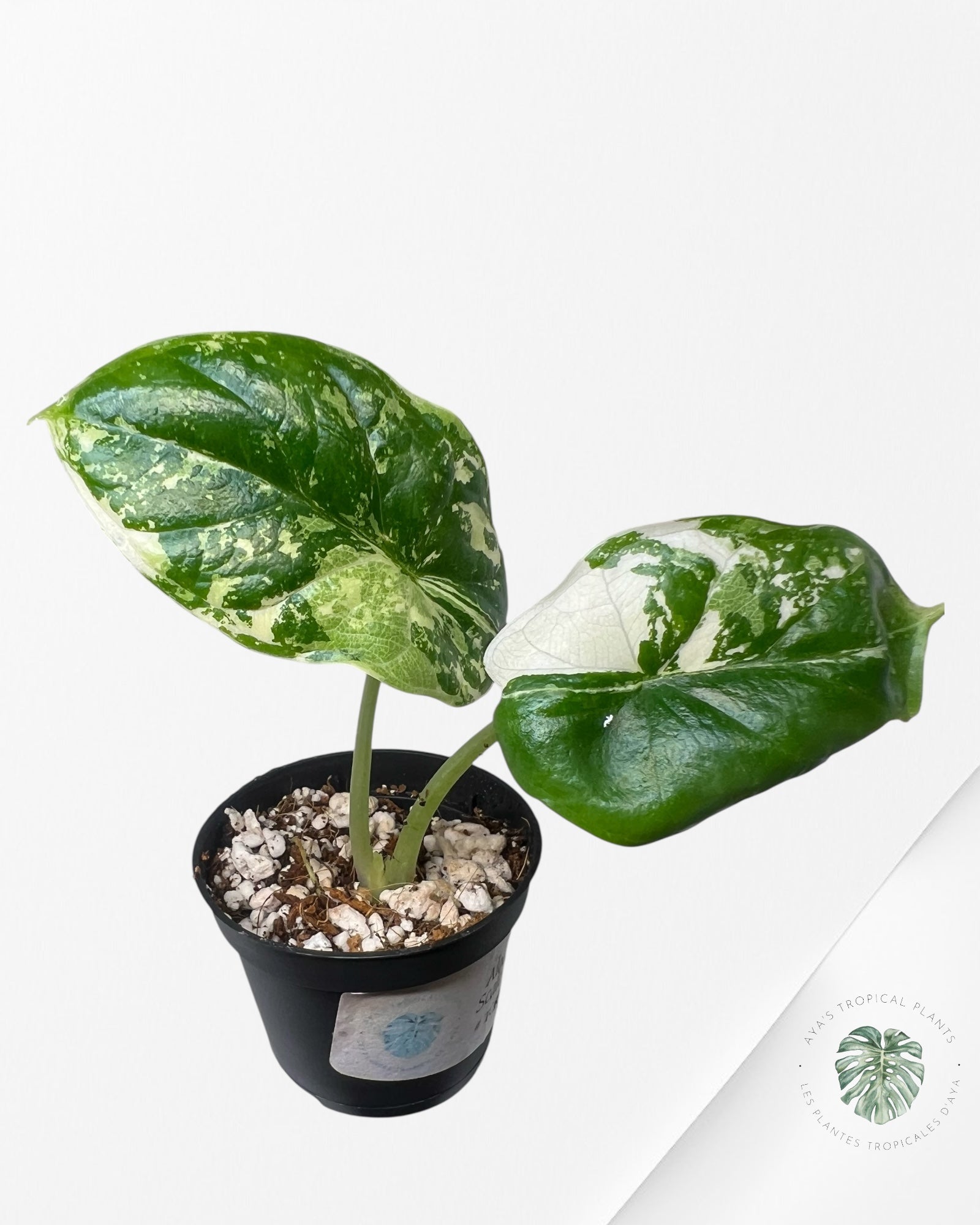 Alocasia Dragon Scale Variegated Albo ( Grade A) - TC4