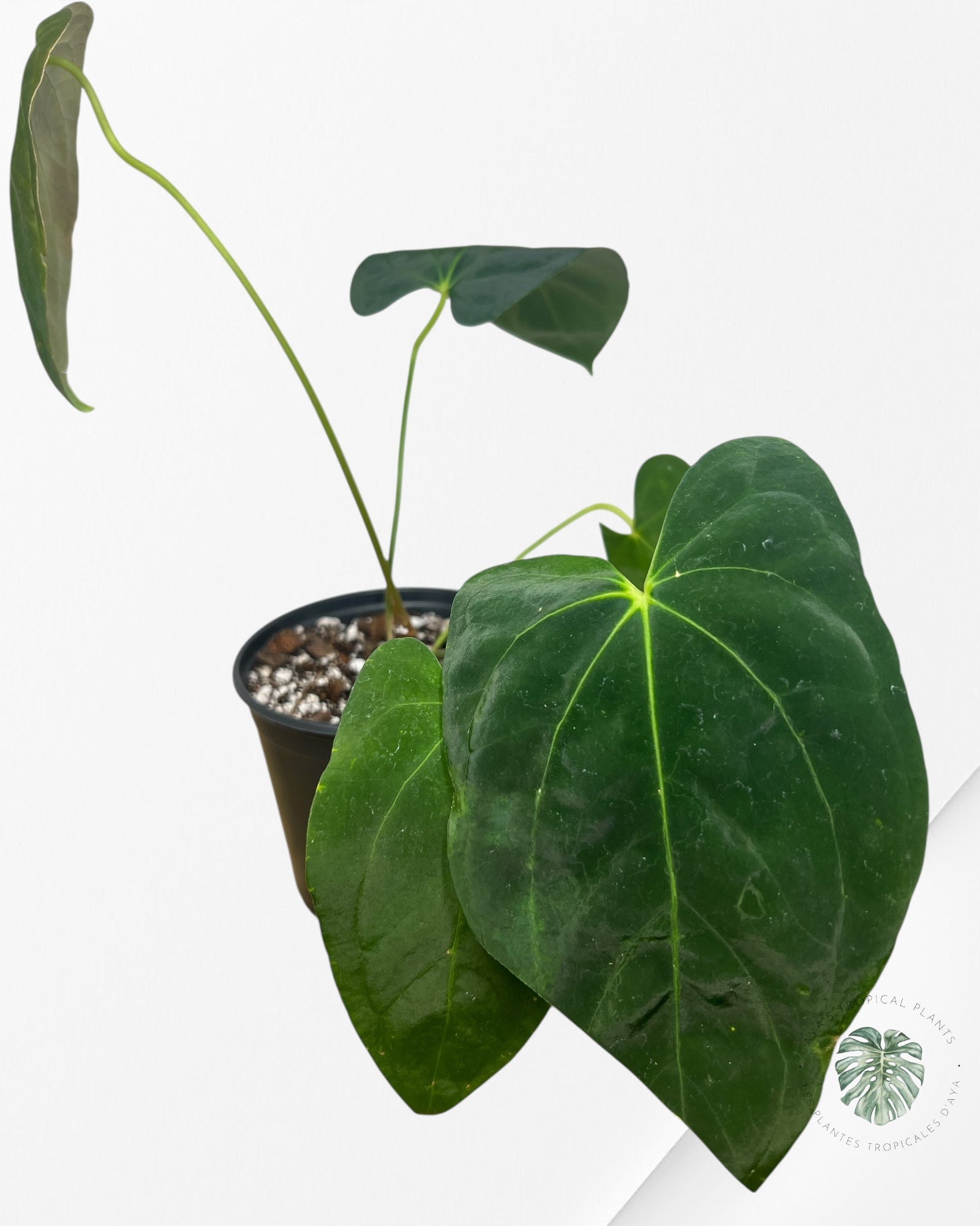 Anthurium 'Ace of Spades' x papillilaminum Fort Sherman'  - AF2