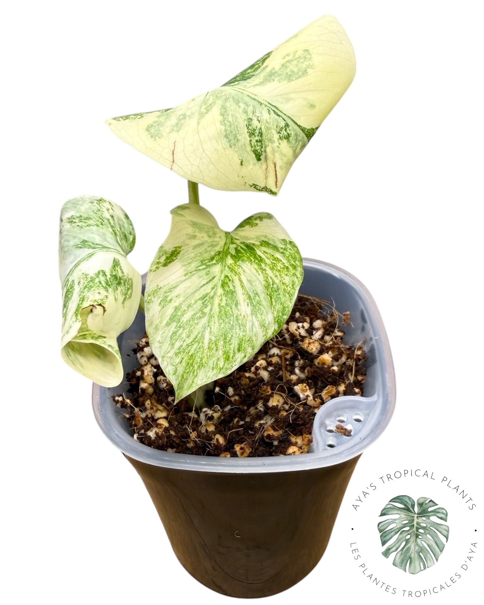 Monstera Deliciosa Legacy