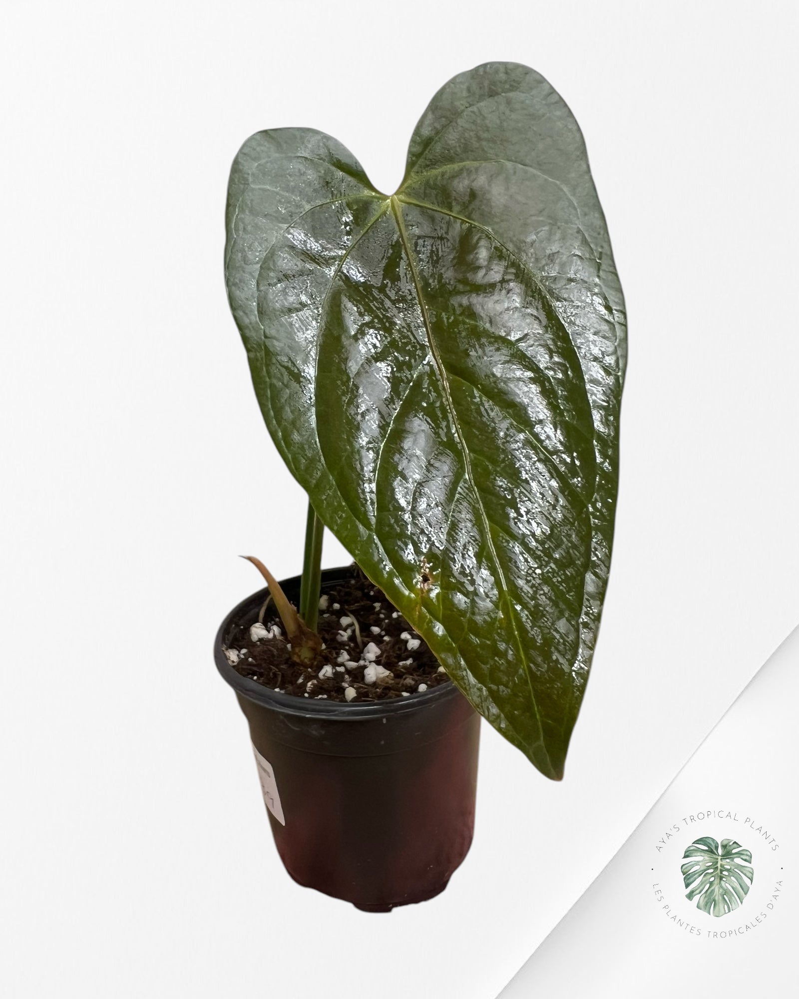 Anthurium Queen Of Hearts - A1