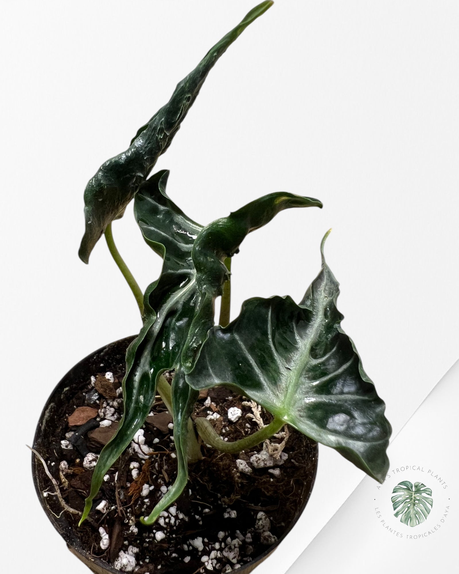 Alocasia LOCO-A