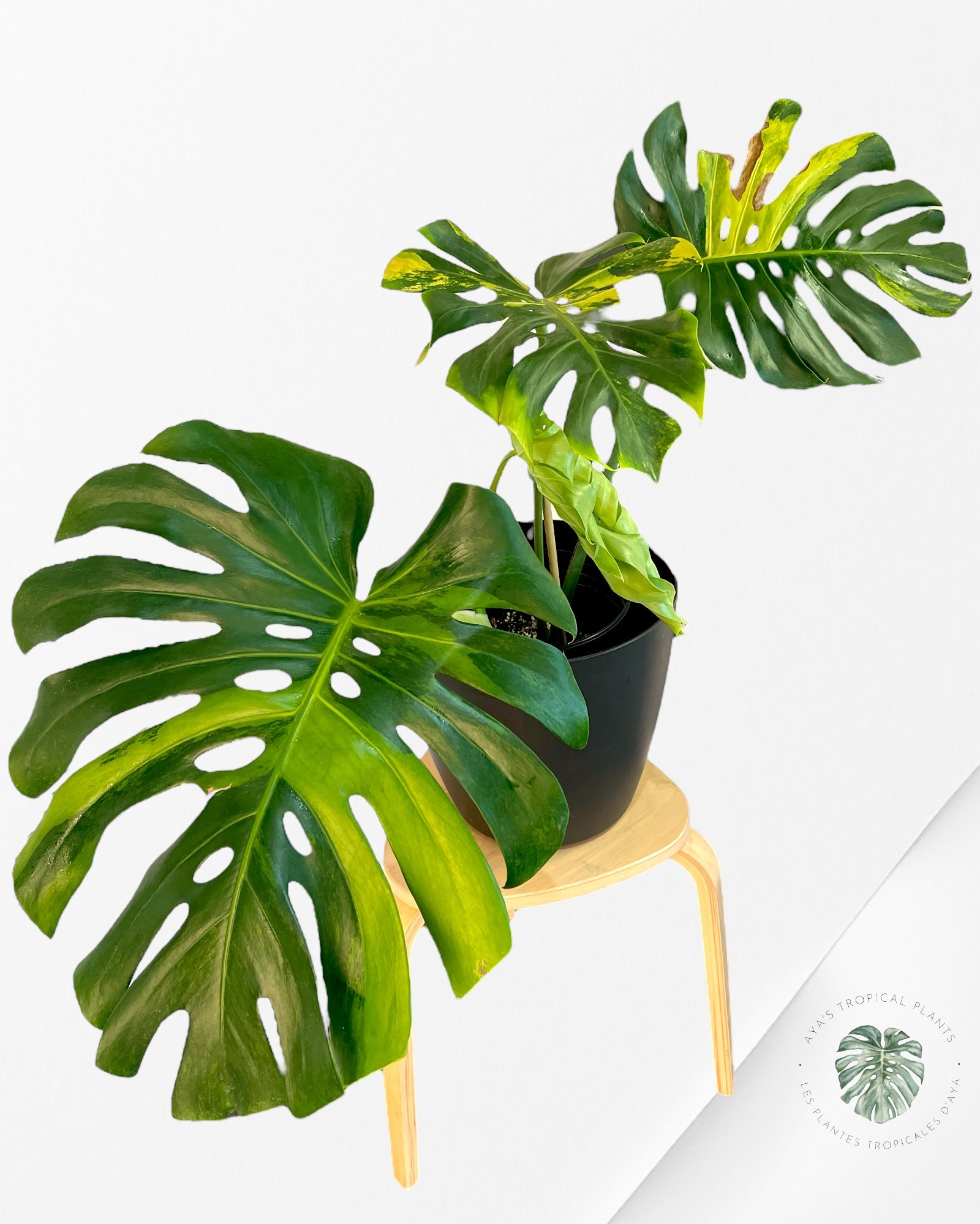 Monstera Deliciosa Orange - MO1
