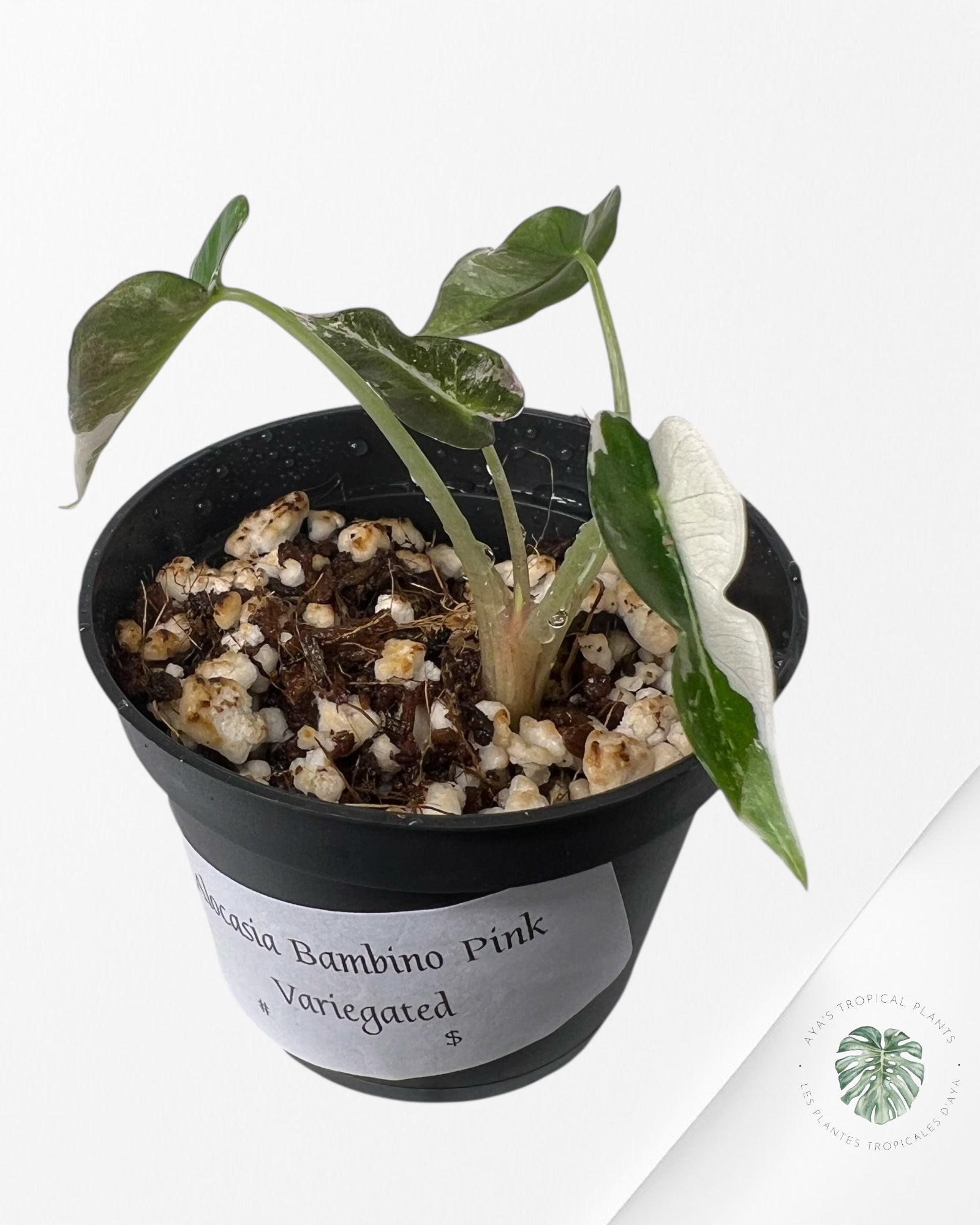 Alocasia Bambino Variegated (pink) - 3