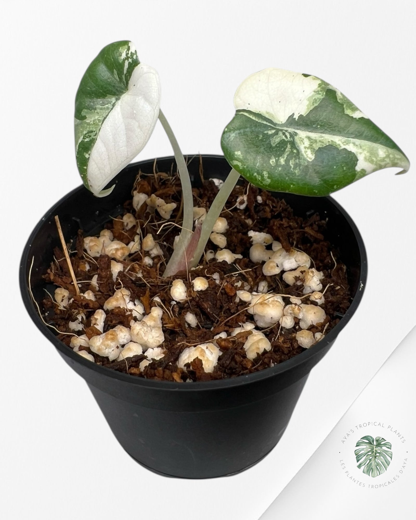 Alocasia Maharani Variegated- TC4