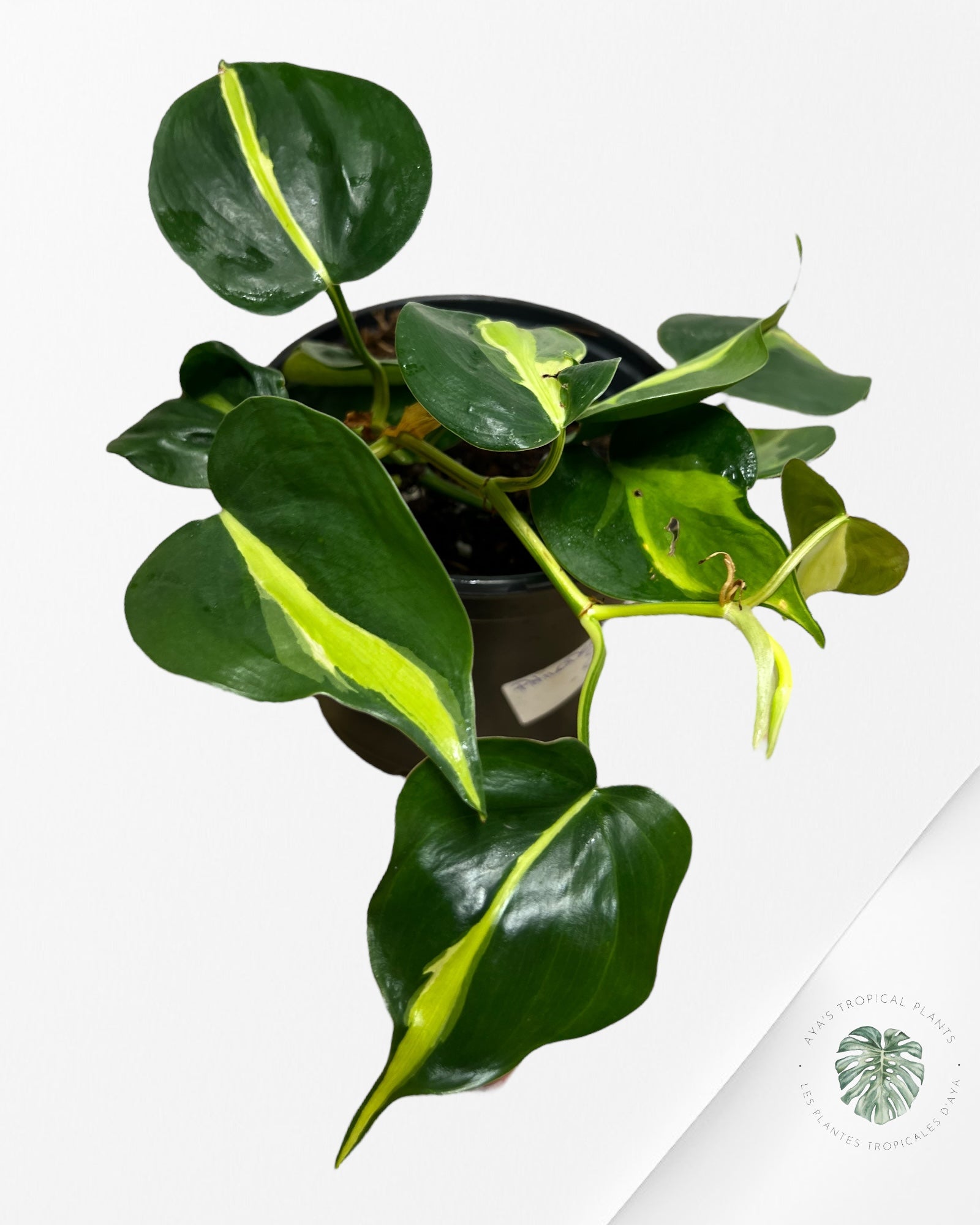 Philodendron Cream Splash - A