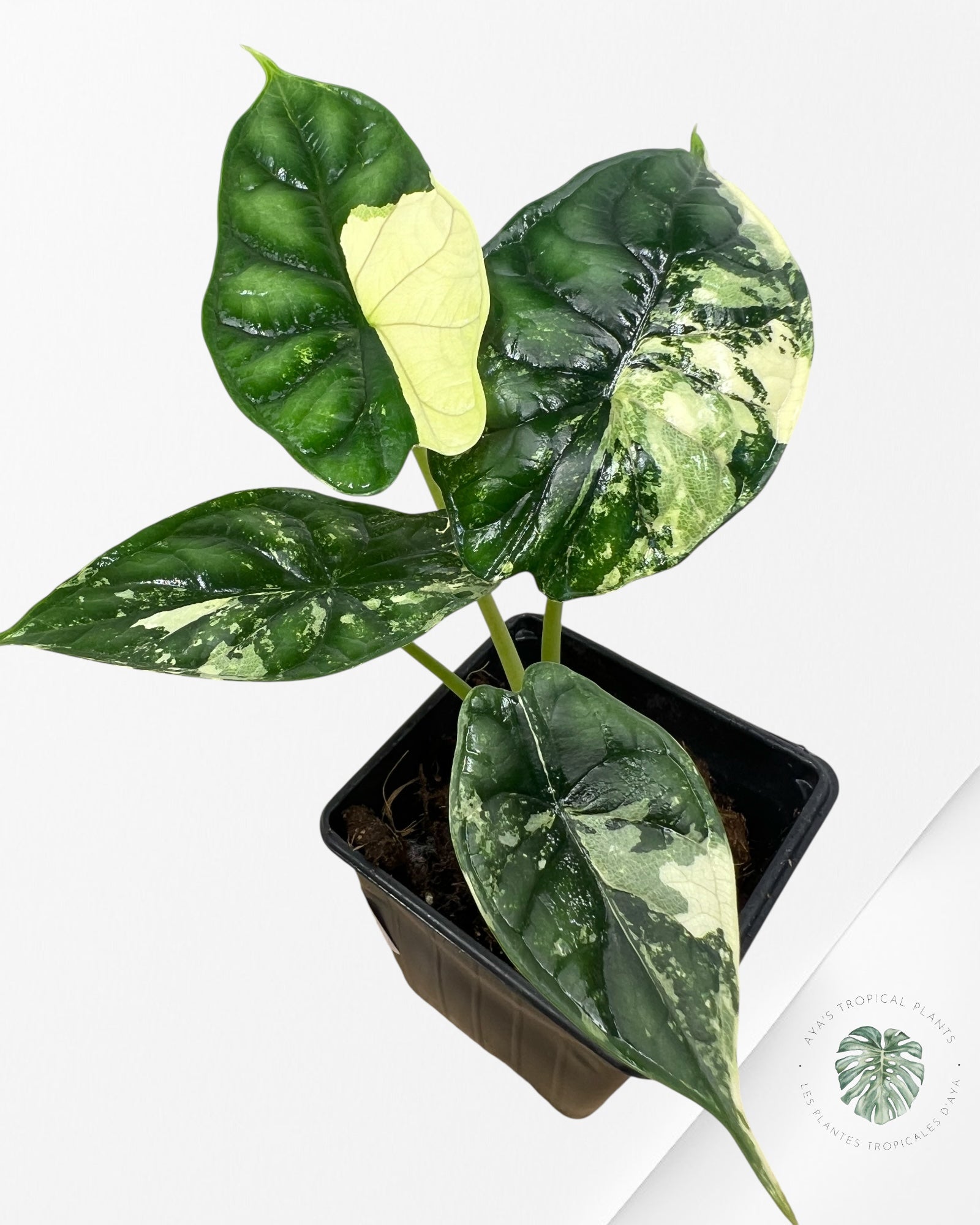 Alocasia baginda ' Dragon Scale’ variegated- F5