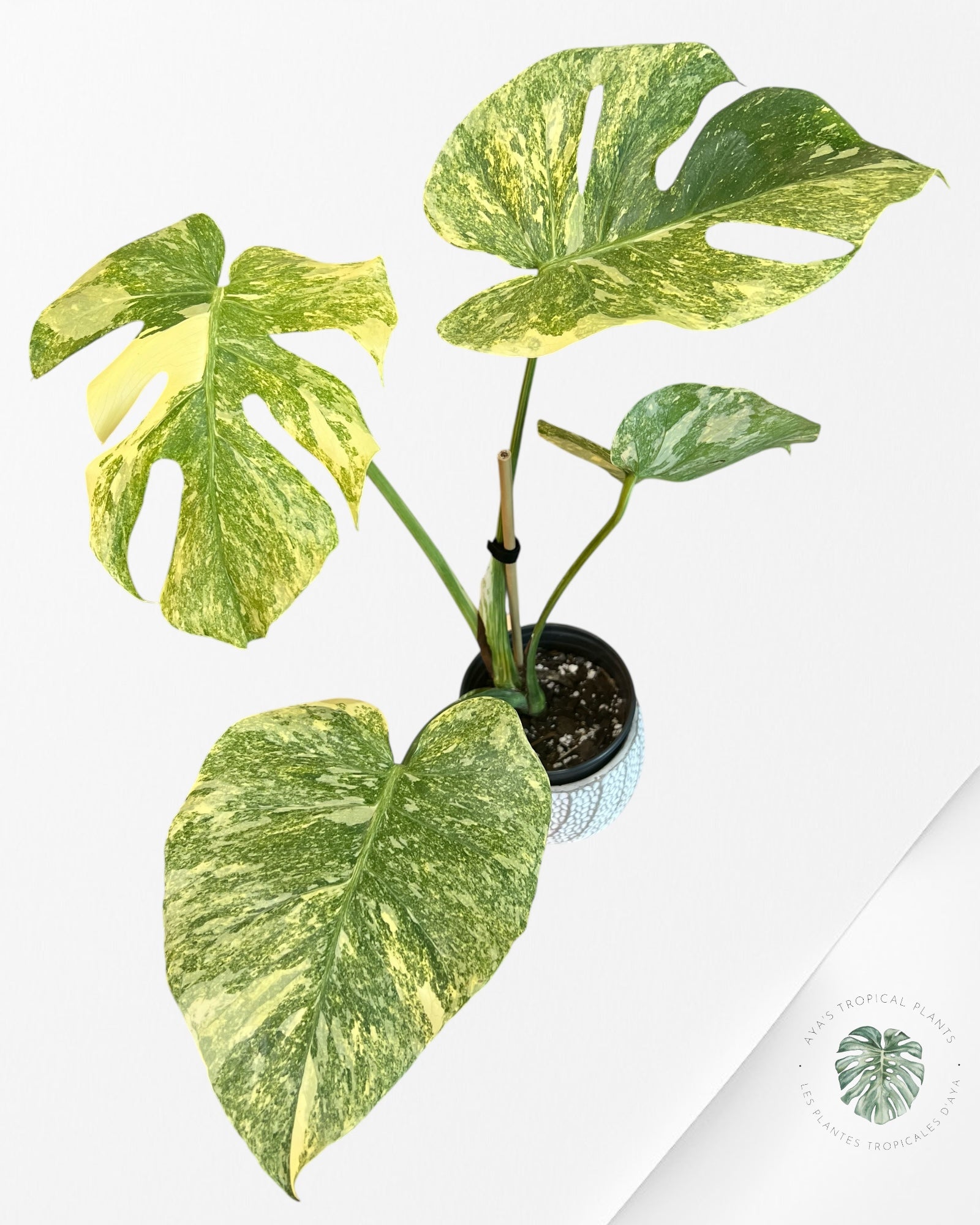 Monstera Legacy - 01