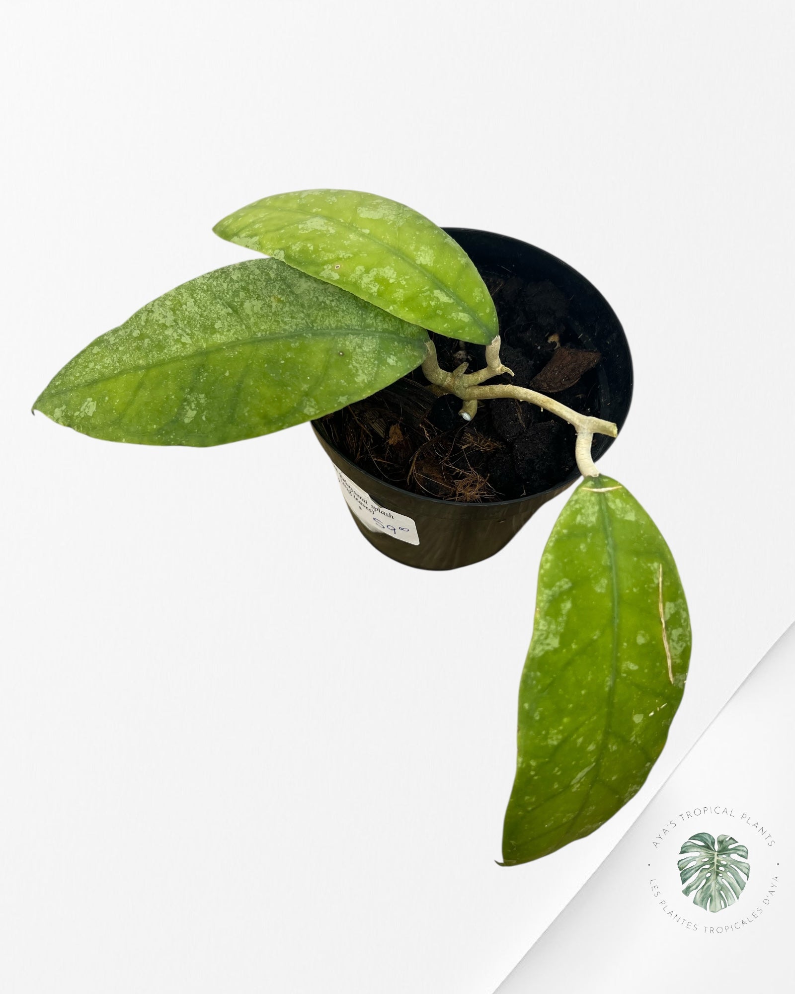 Hoya finlaysonii splash (Big leaves) - F1