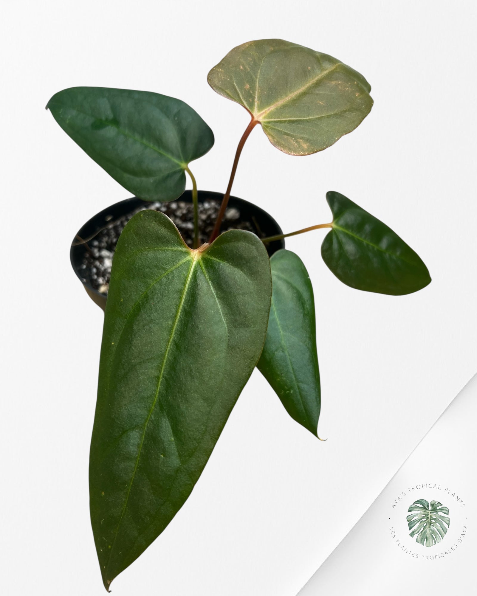 Anthurium papillilaminum - AP6