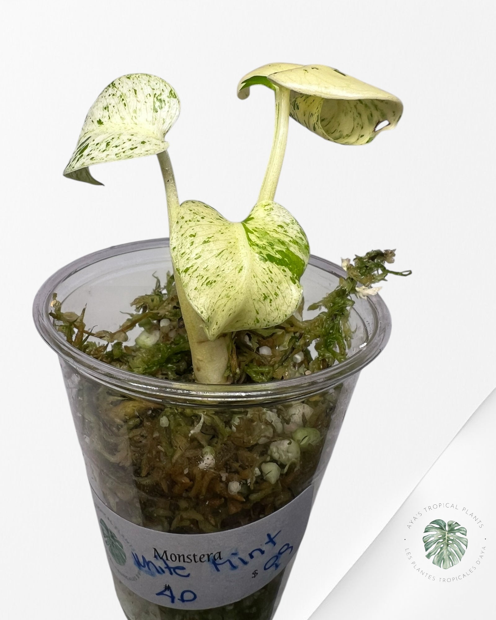 Monstera White Mint - 40