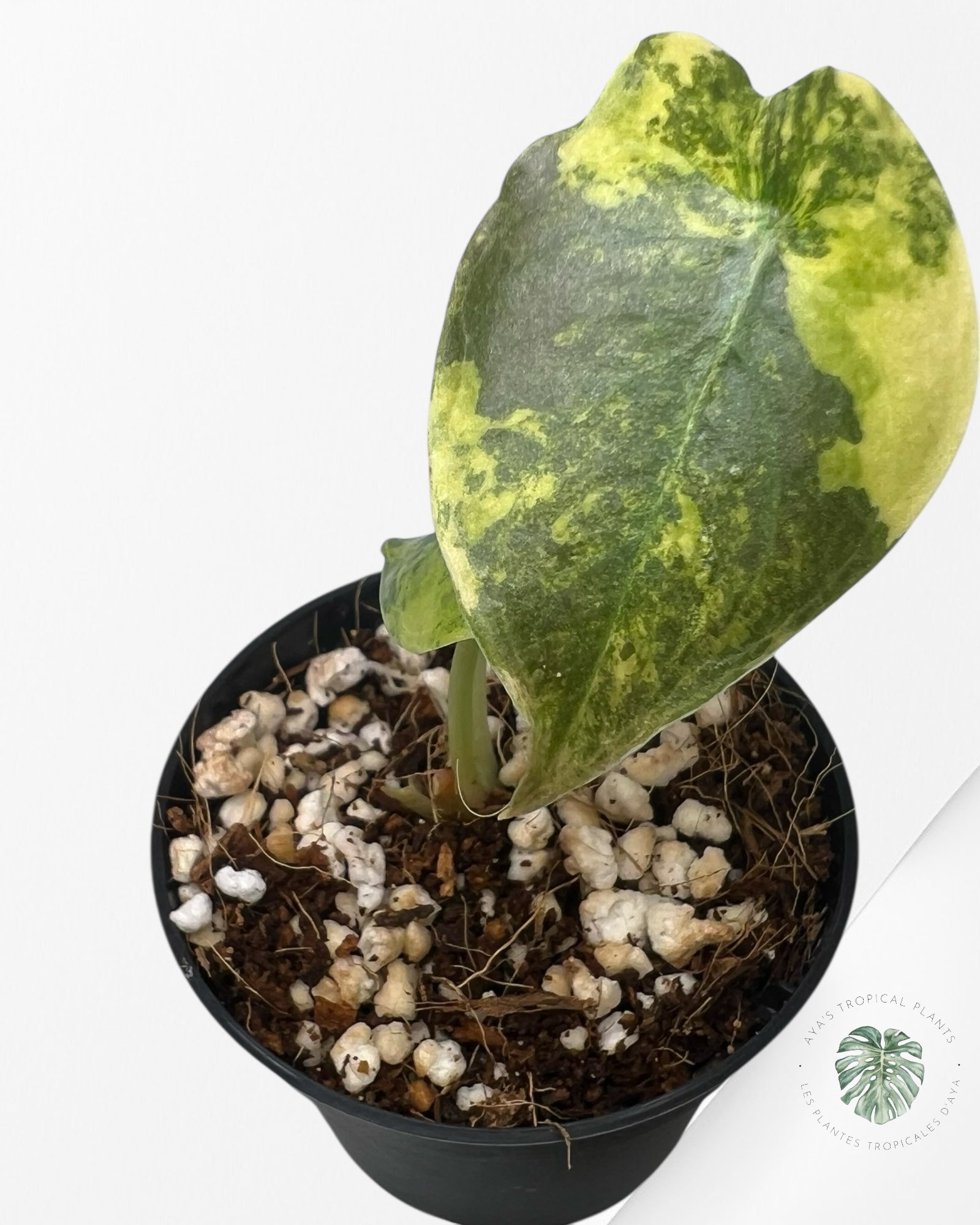 Alocasia Cuprea Golden Latte - 01