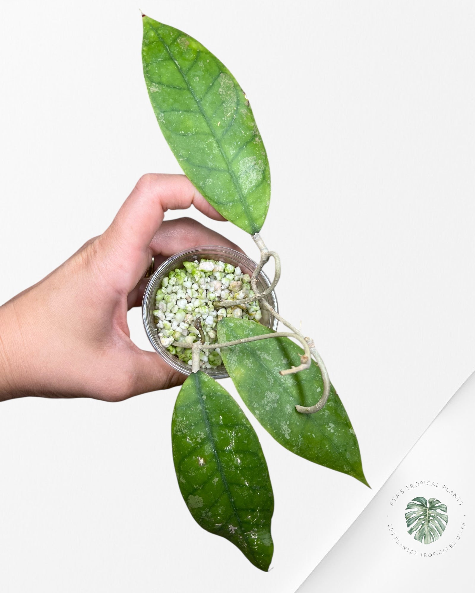 Hoya finlaysonii splash (Big leaves) - F6