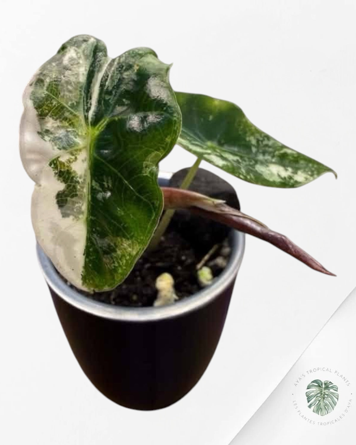 Alocasia Polly Pink Snowflake (Grade A)