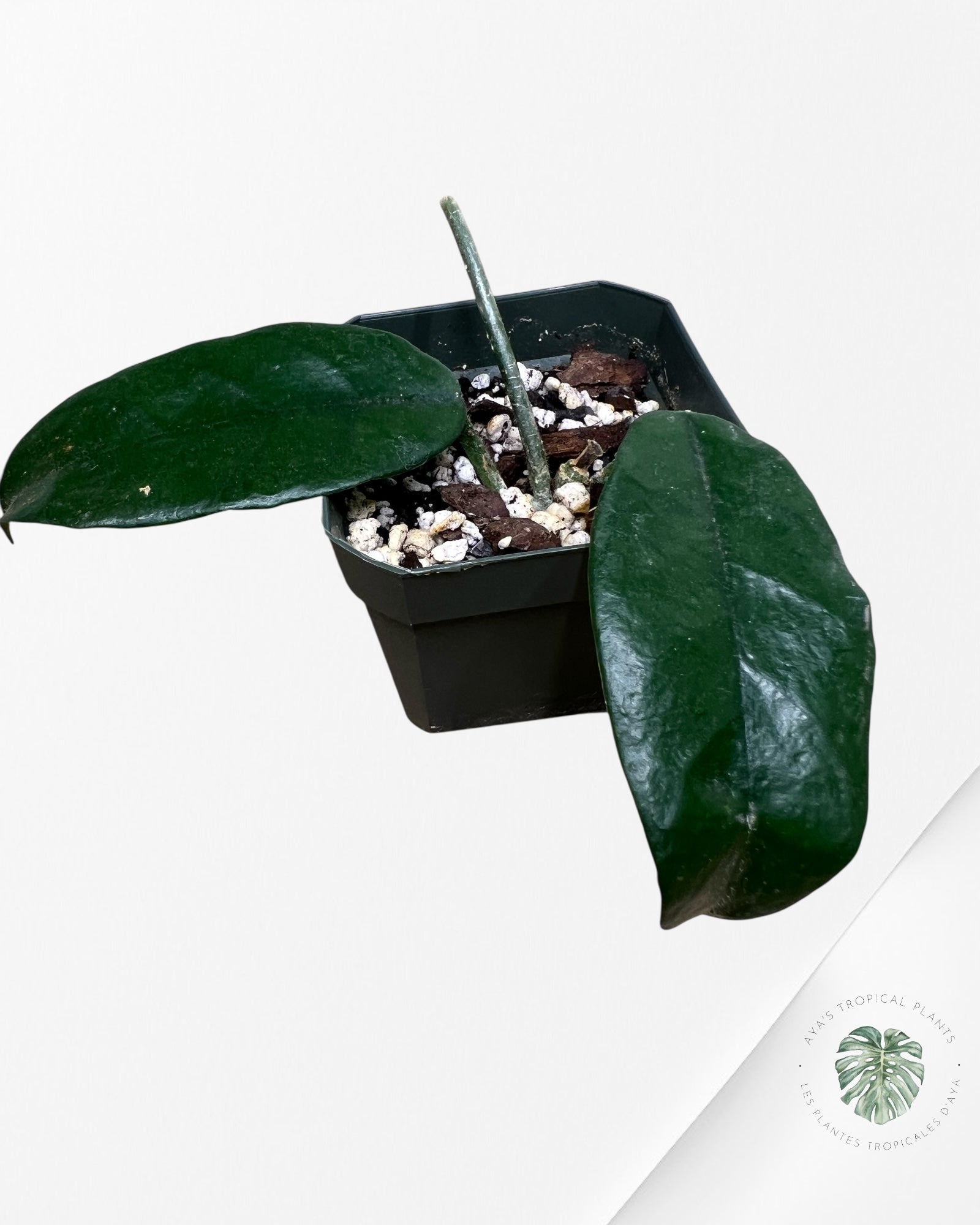 Hoya globulosa - L