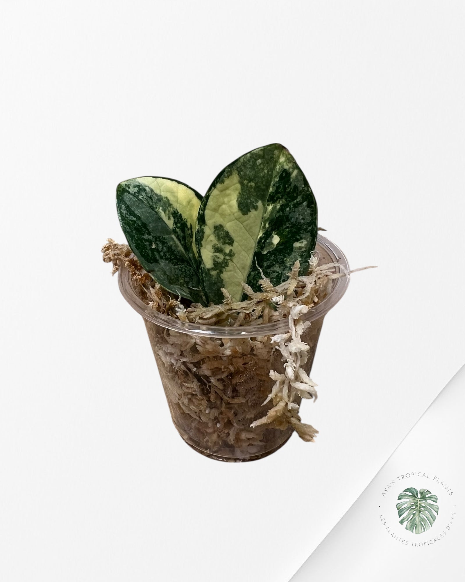Zamioculcas Zamiifolia ZZ Variegated - Z3
