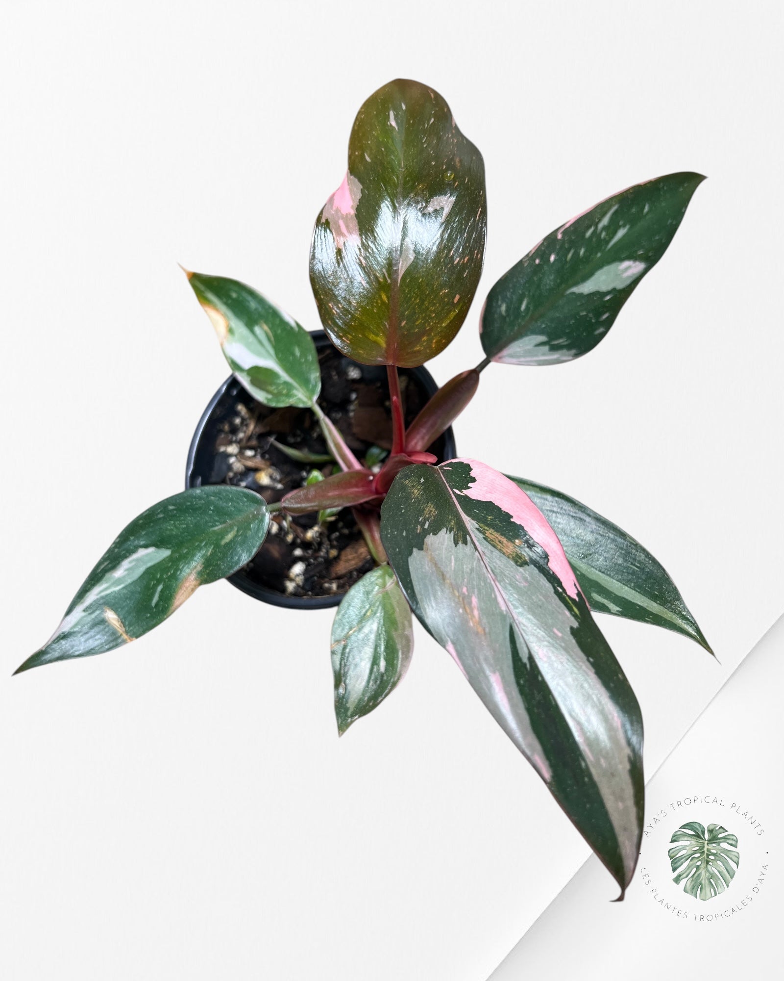 Philodendron Pink Princess Marble-PPM3