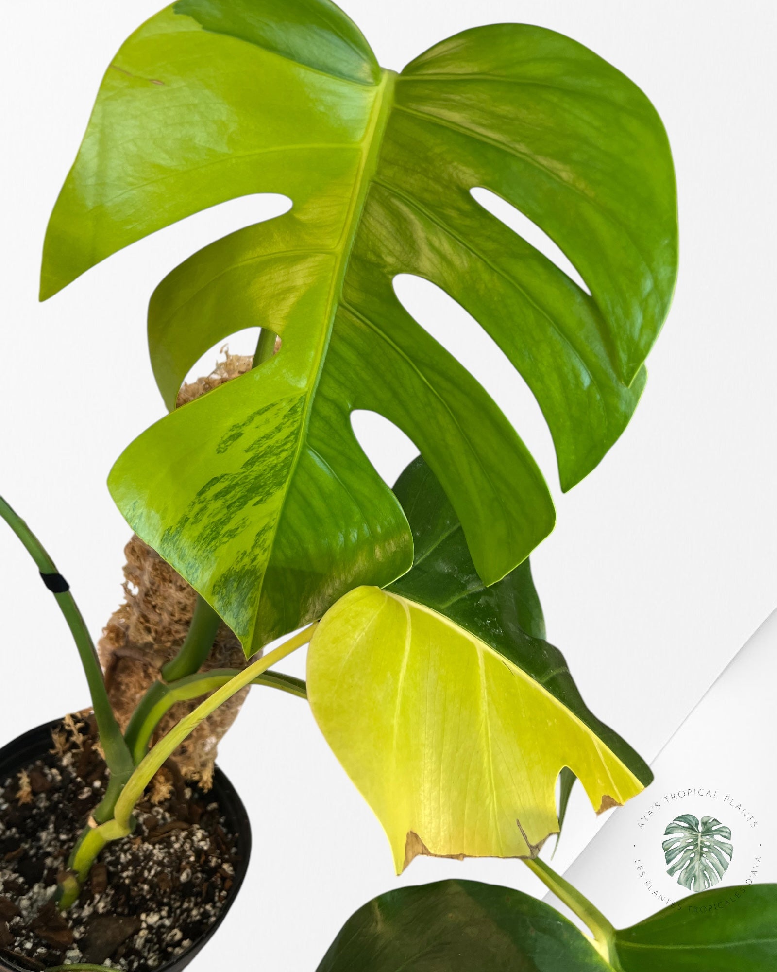 Monstera Aurea -JA13