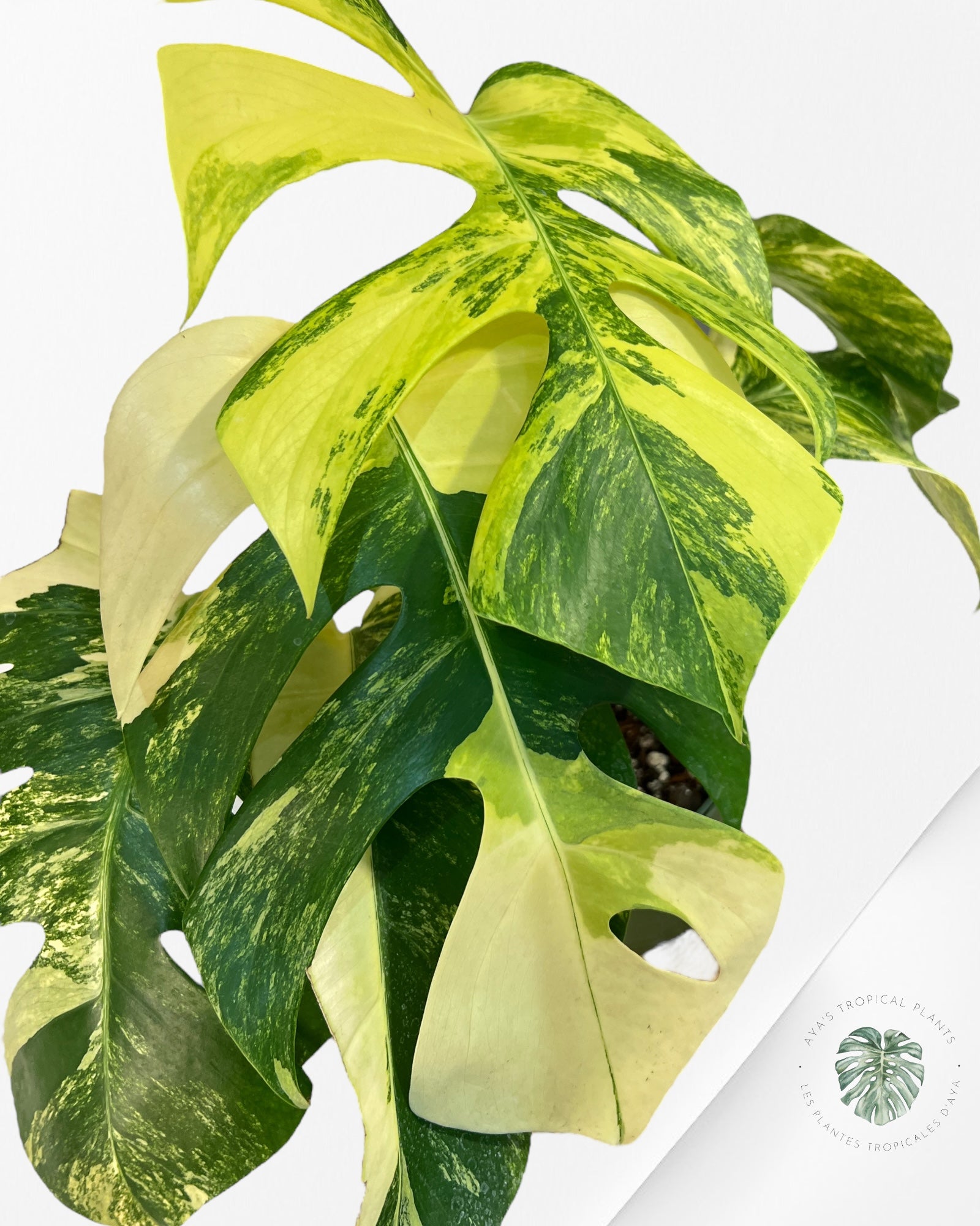 Monstera Aurea -JA6