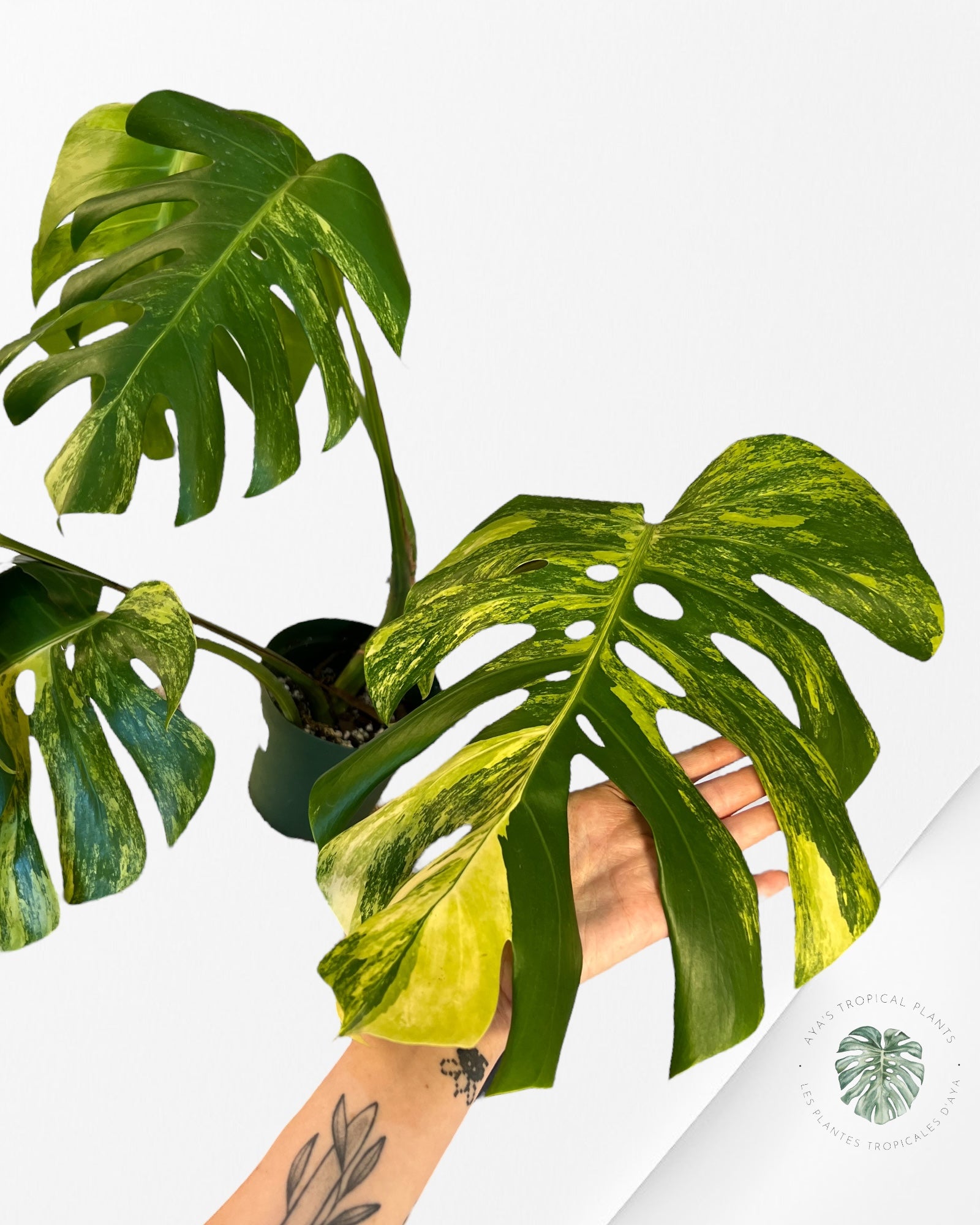 Monstera Aurea - p002