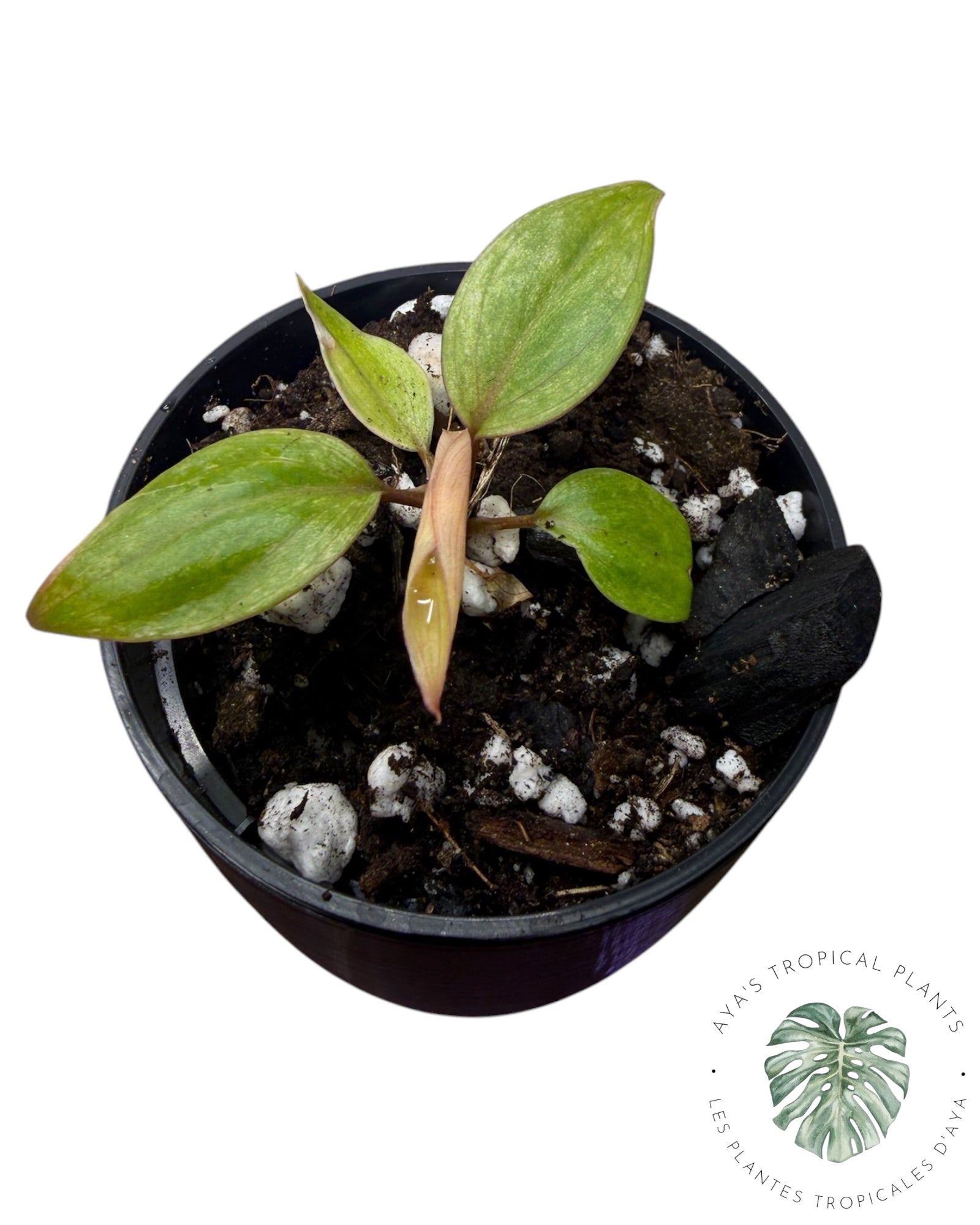 Philodendron Micans Panaché – Tons Roses