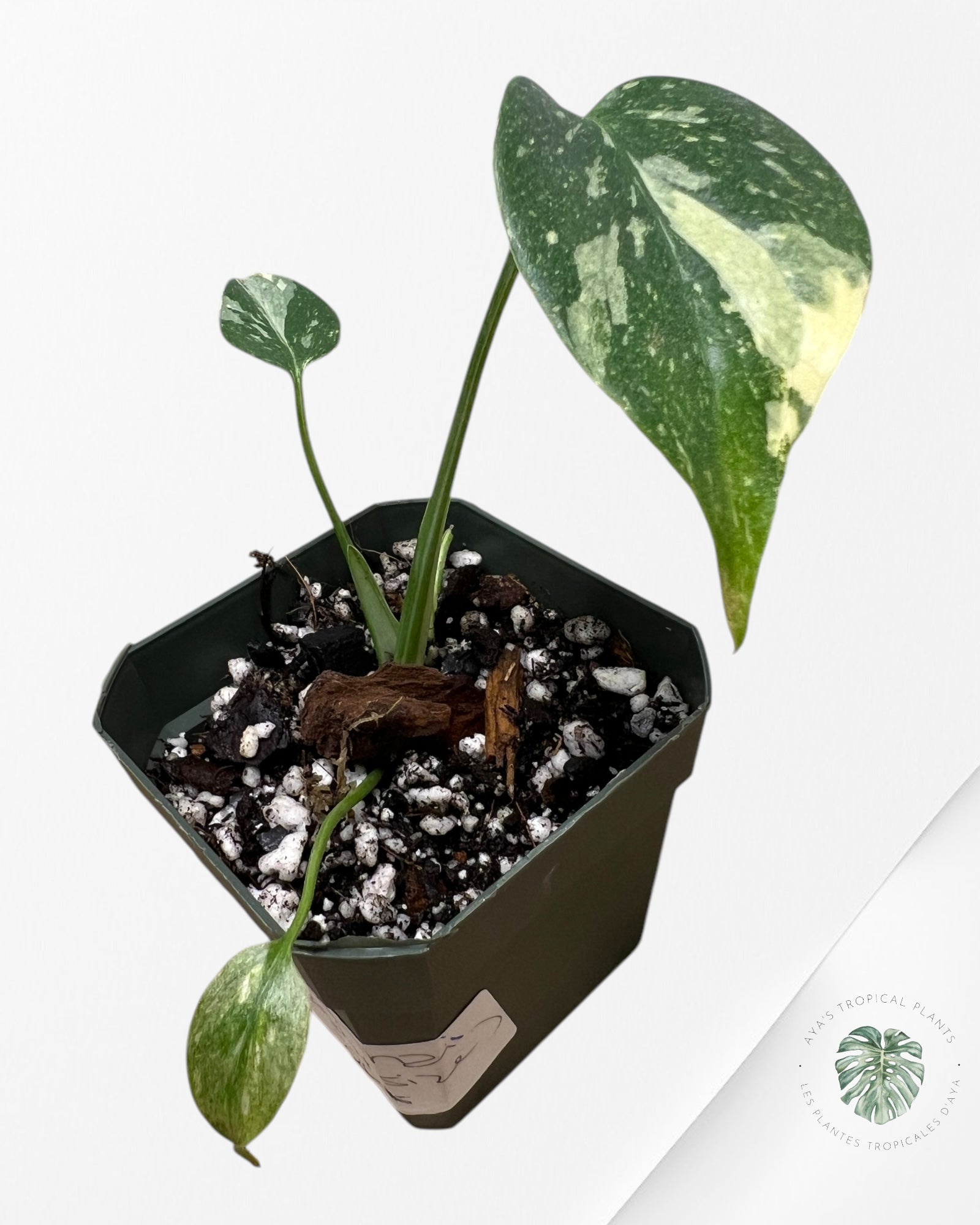 Monstera Thai Constellation-MTCS