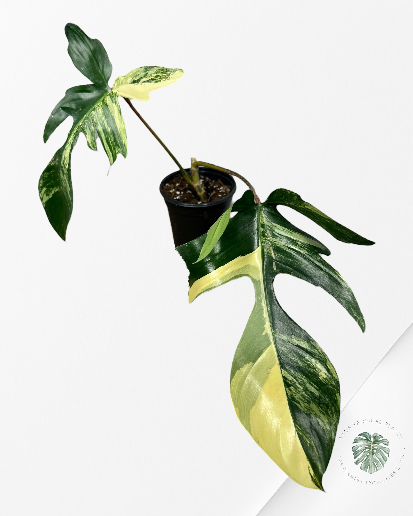 Philodendron Florida Beauty - ME2