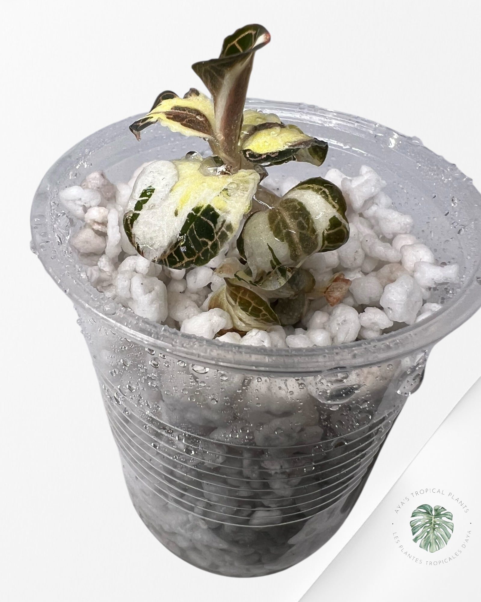 Anoectochilus Roxburghii Variegated - 20