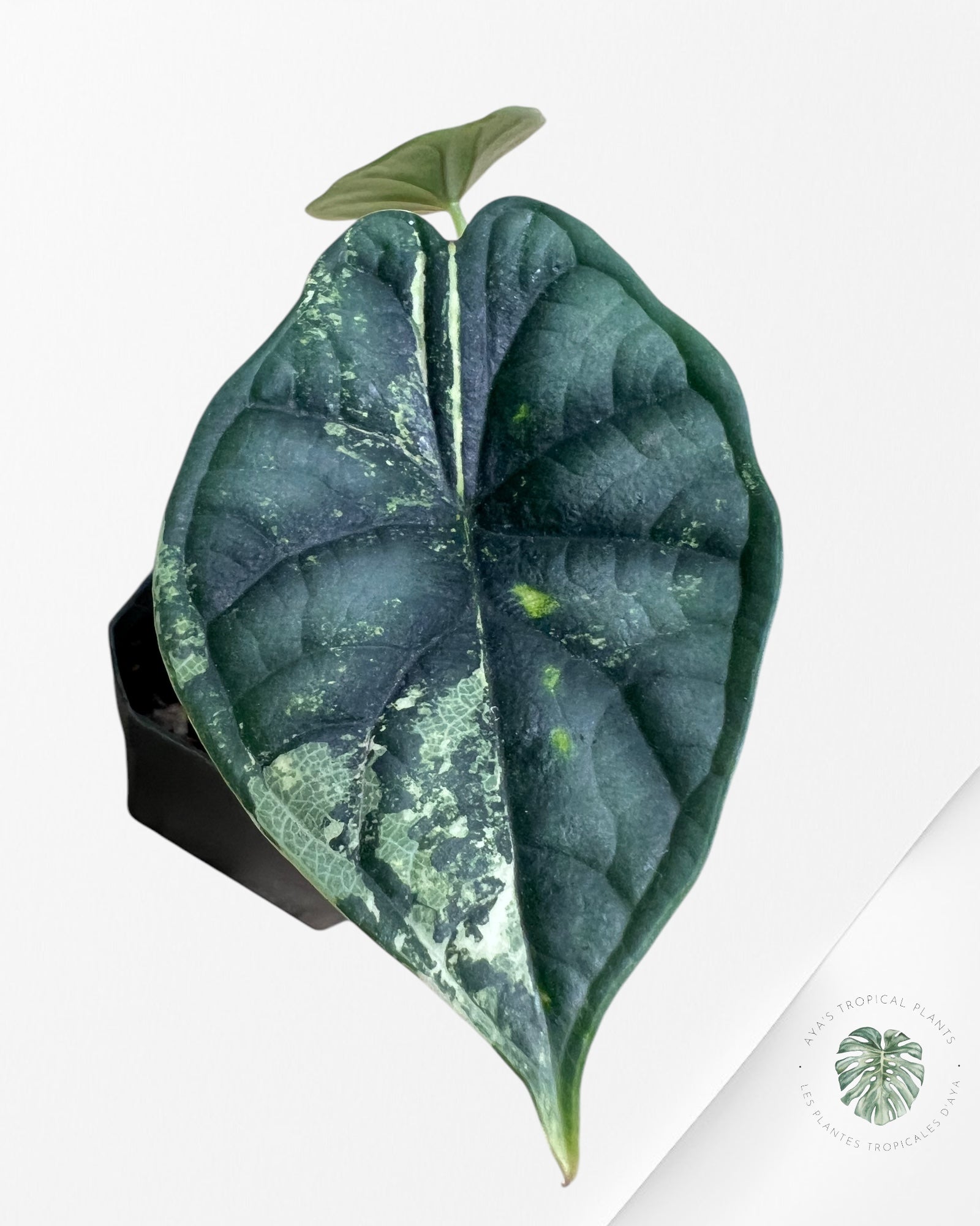 Alocasia baginda 'Dragon Scale' panaché -3